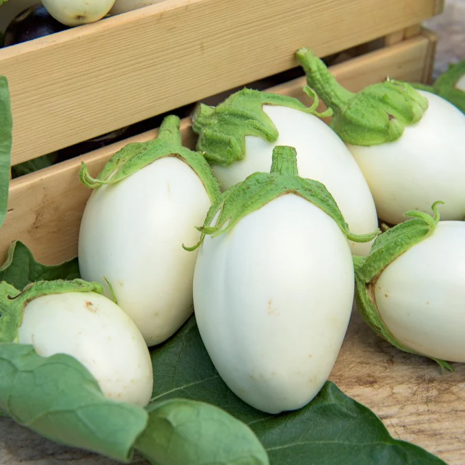 Aubergine 'Rond Wit Ei' - Image 2