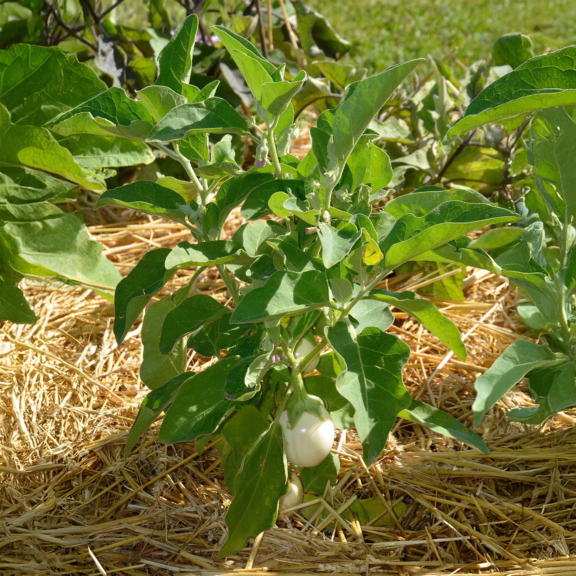 Aubergine 'Rond Wit Ei' - Image 3