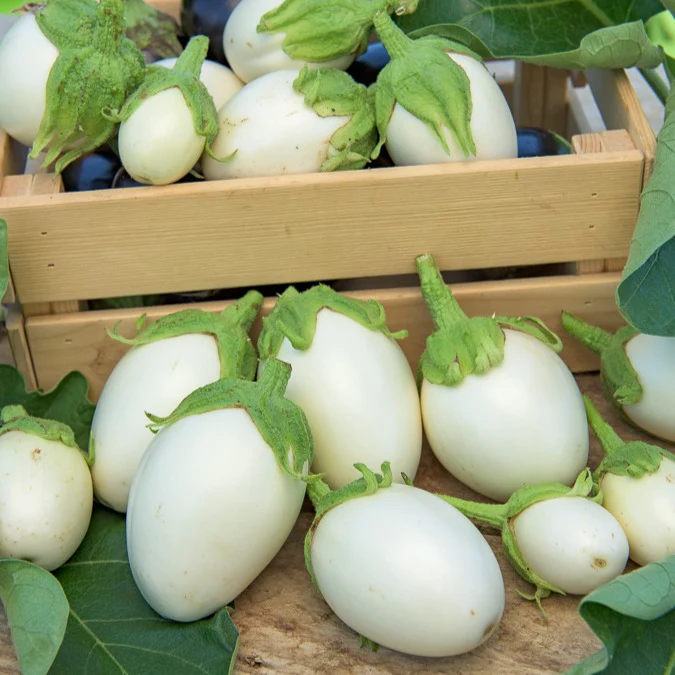 Aubergine 'Rond Wit Ei' - Image 4