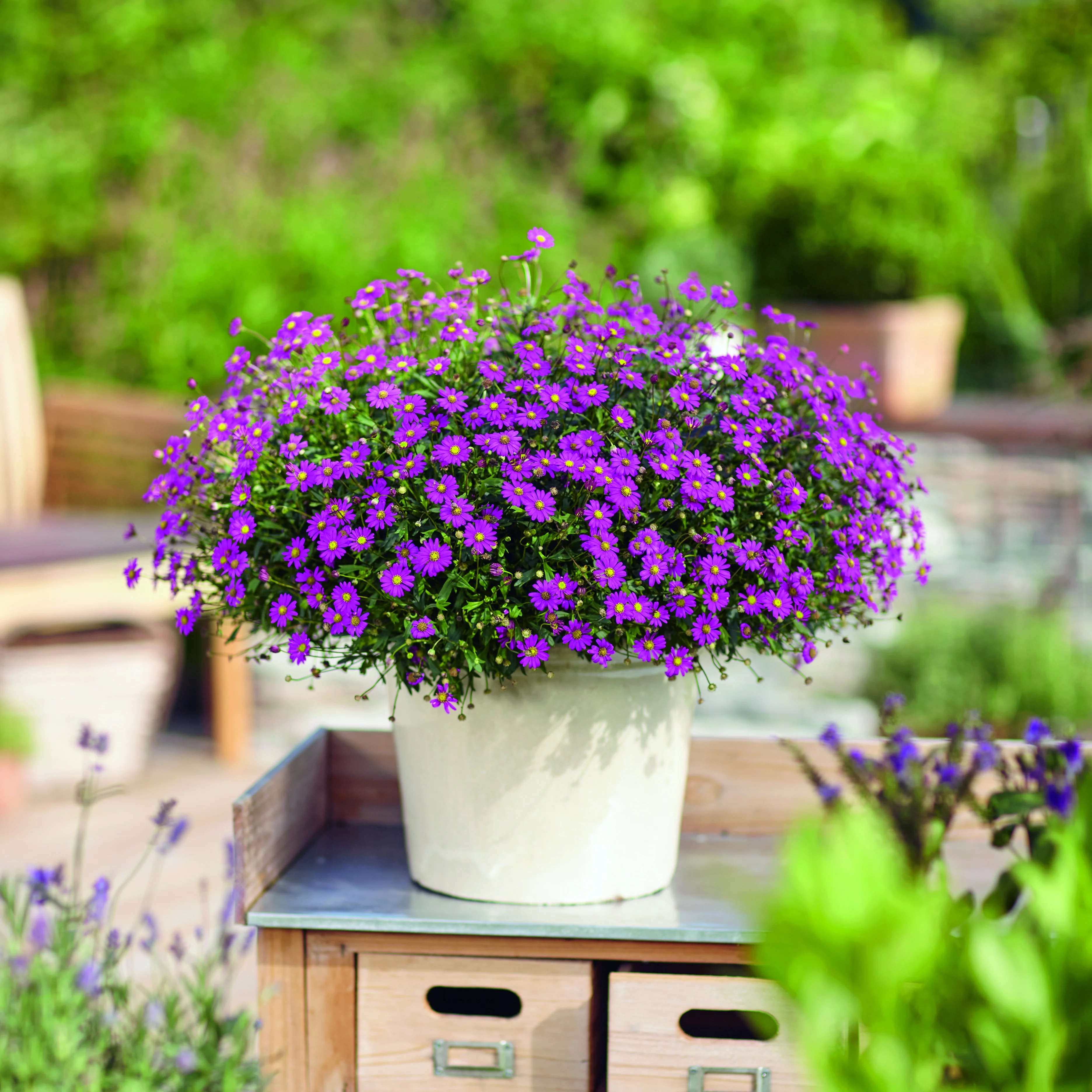 Miniatuur 1