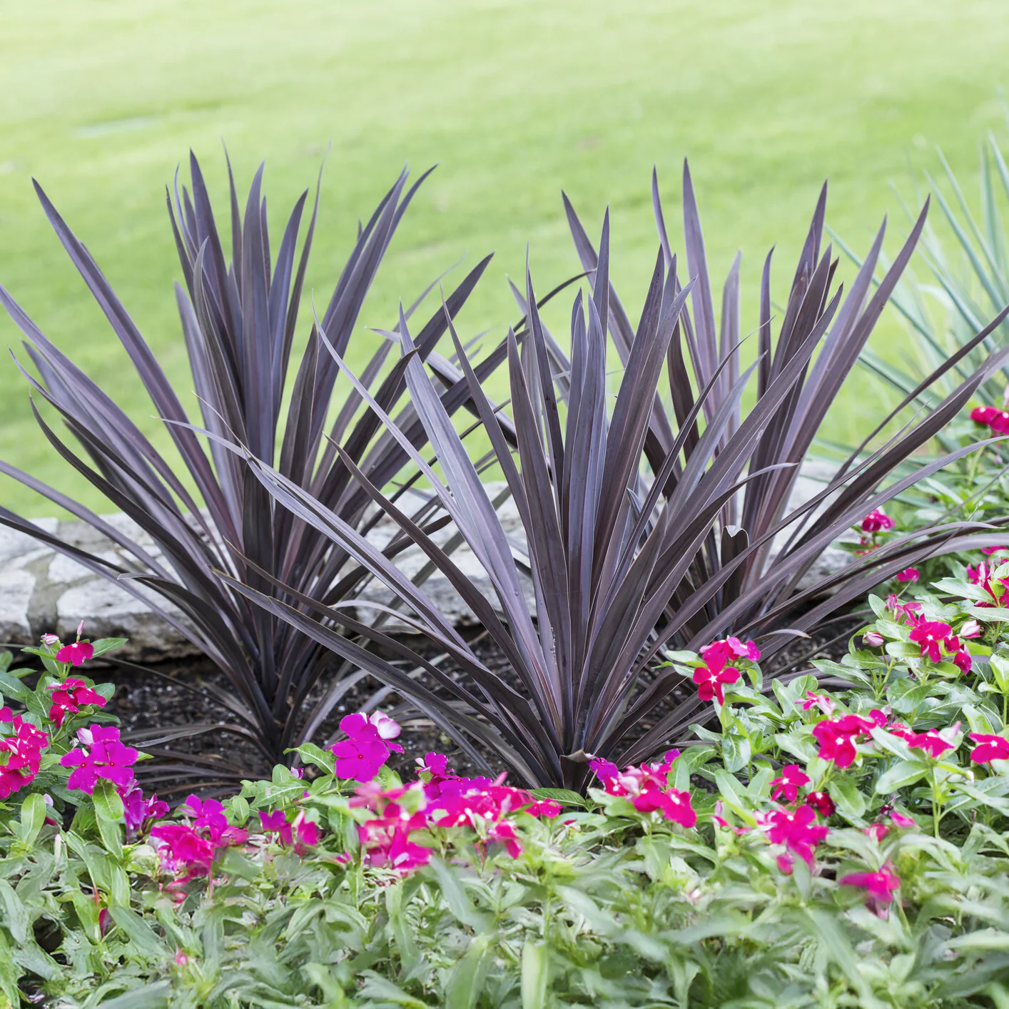 Australische cordyline Red Sensation®