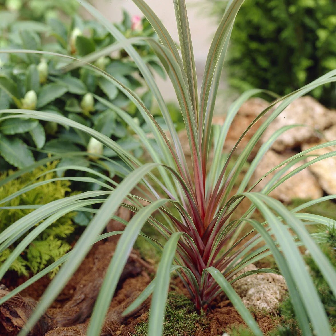 Australische cordyline Sundance®