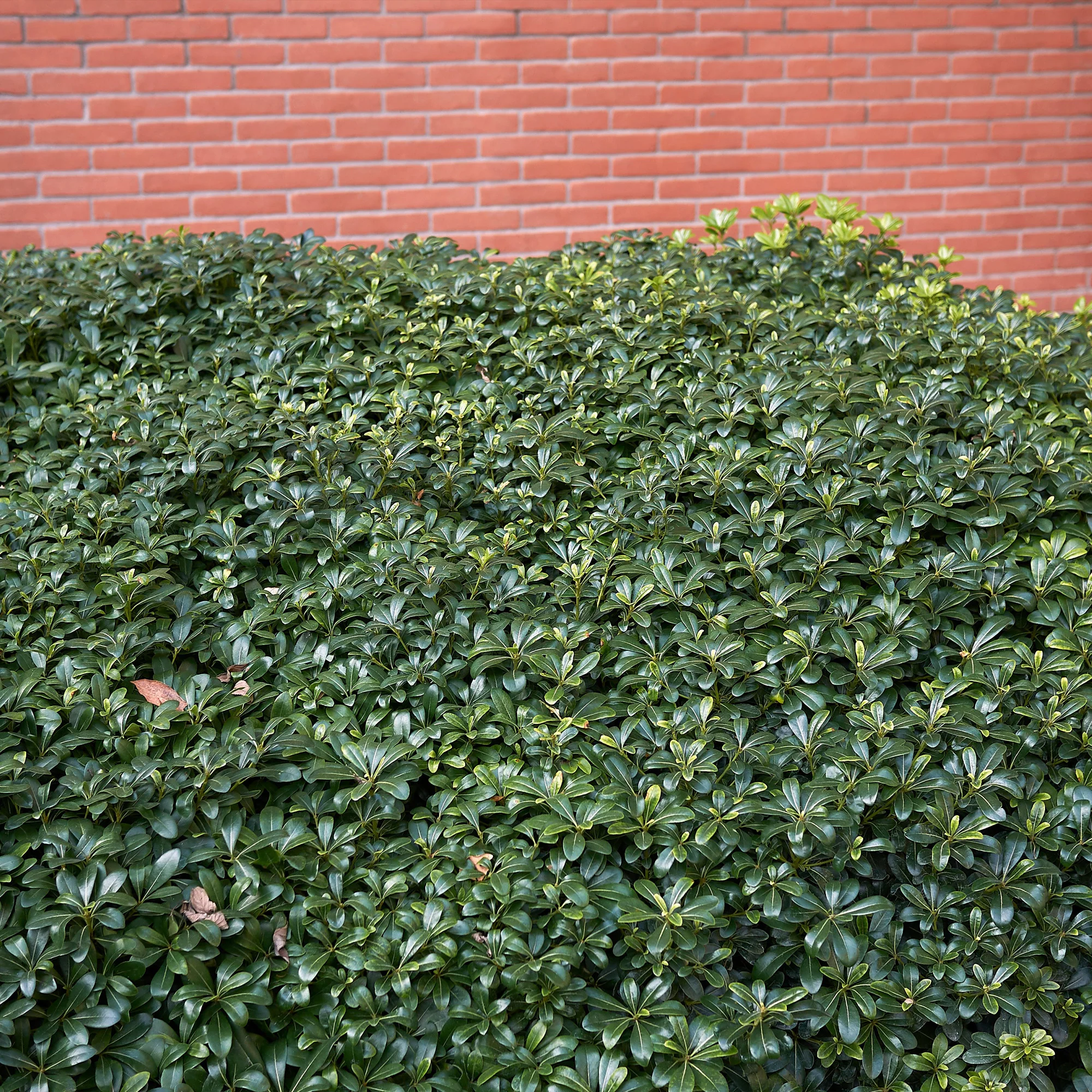 Miniatuur 2