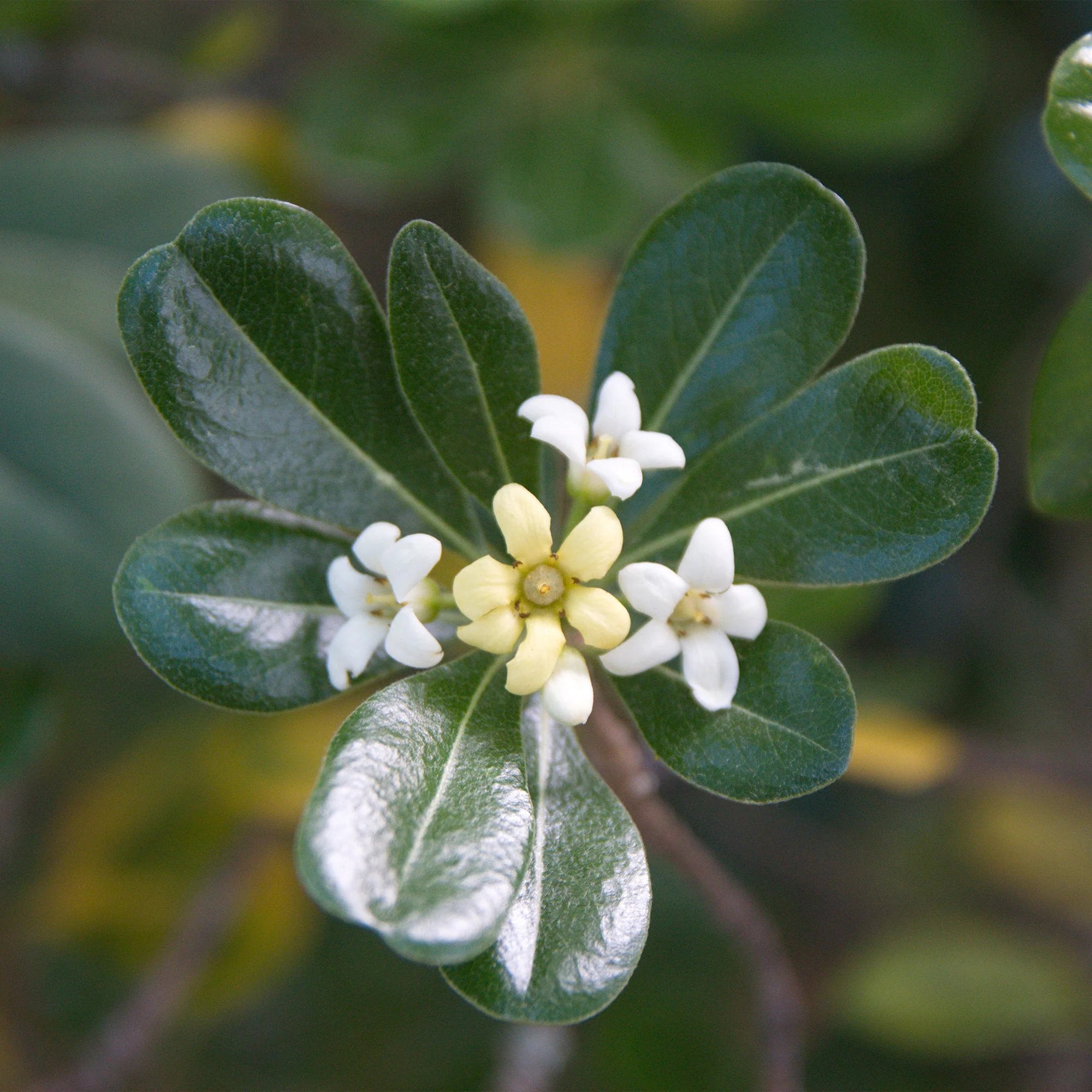 Australische Laurier - Image 3