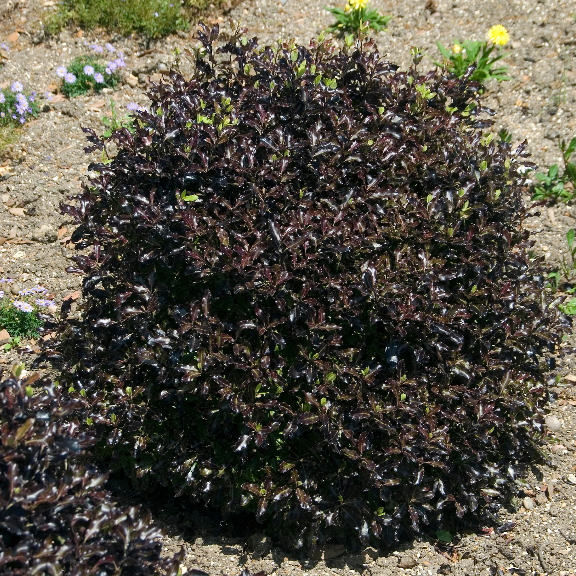 Miniatuur 2