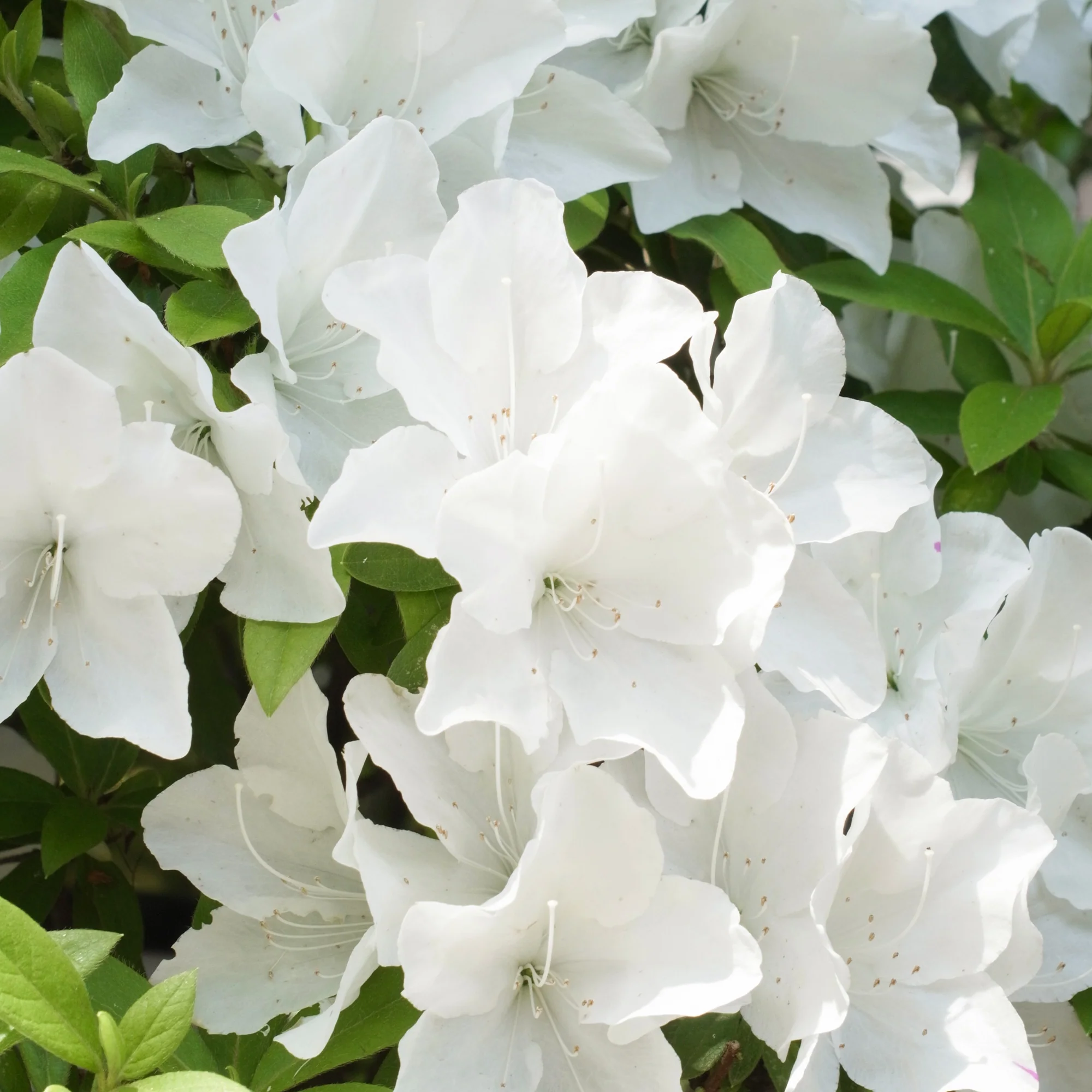 Azalea Encore White Julia