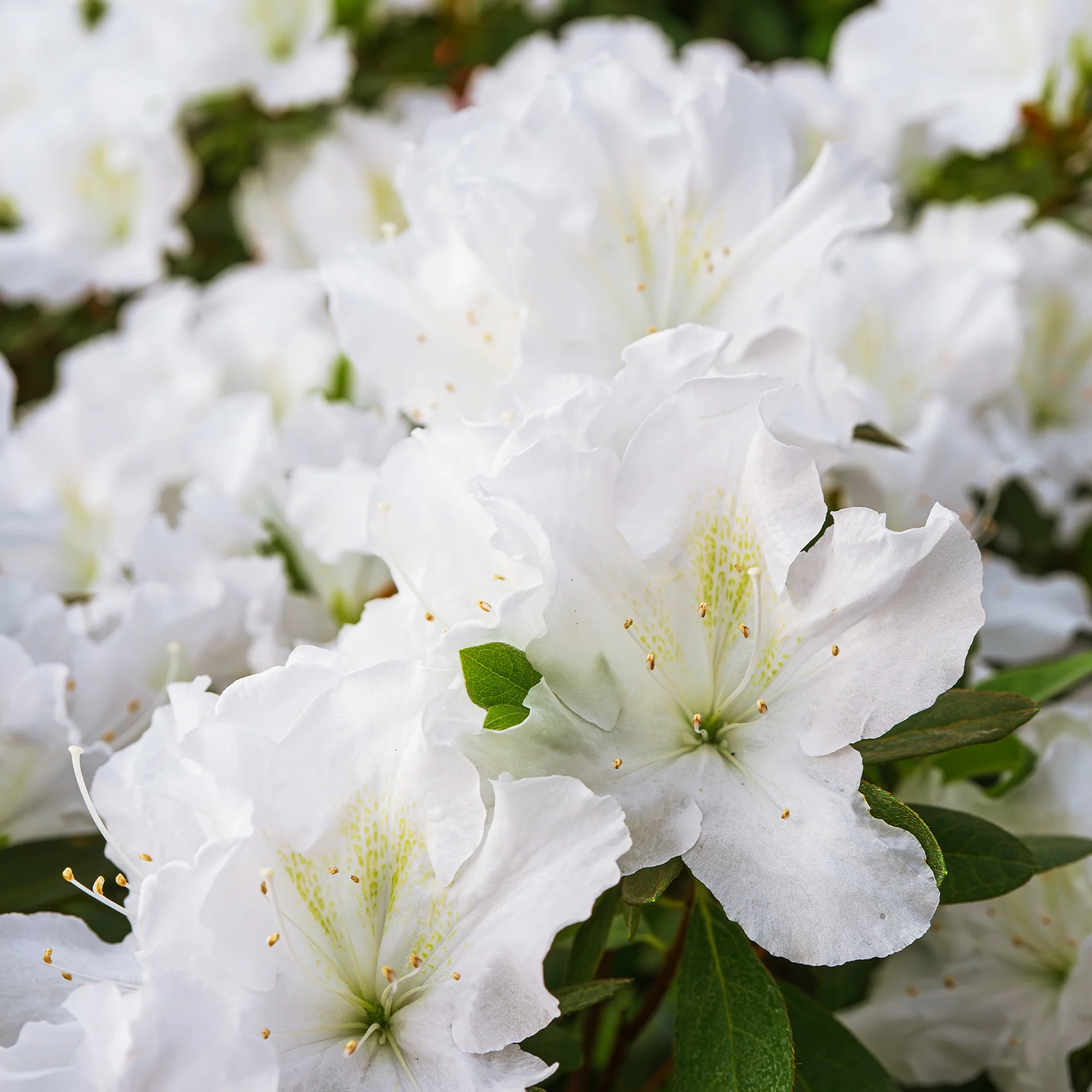 Azalea Encore White Julia - Image 2