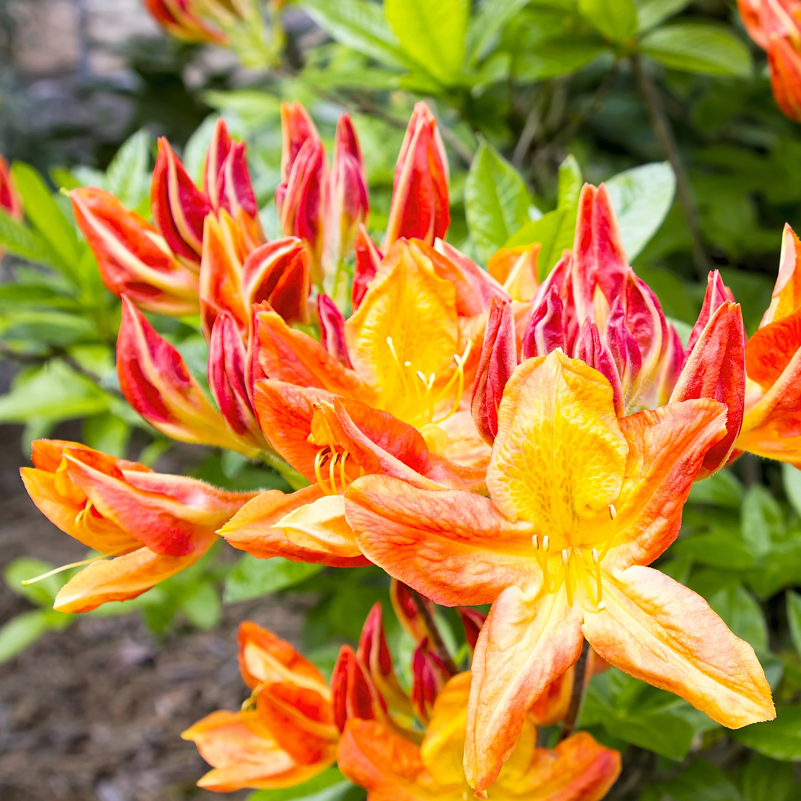 Azalea Mix - oranje + geel + wit - Image 3