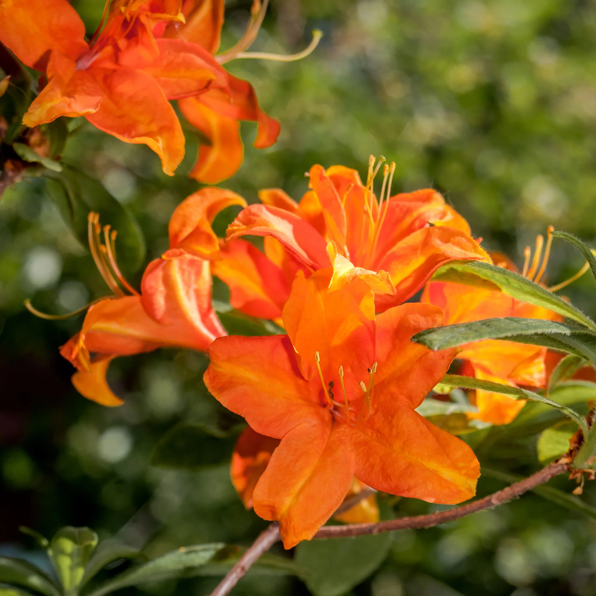 Azalea mollis 'Glowing Embers'