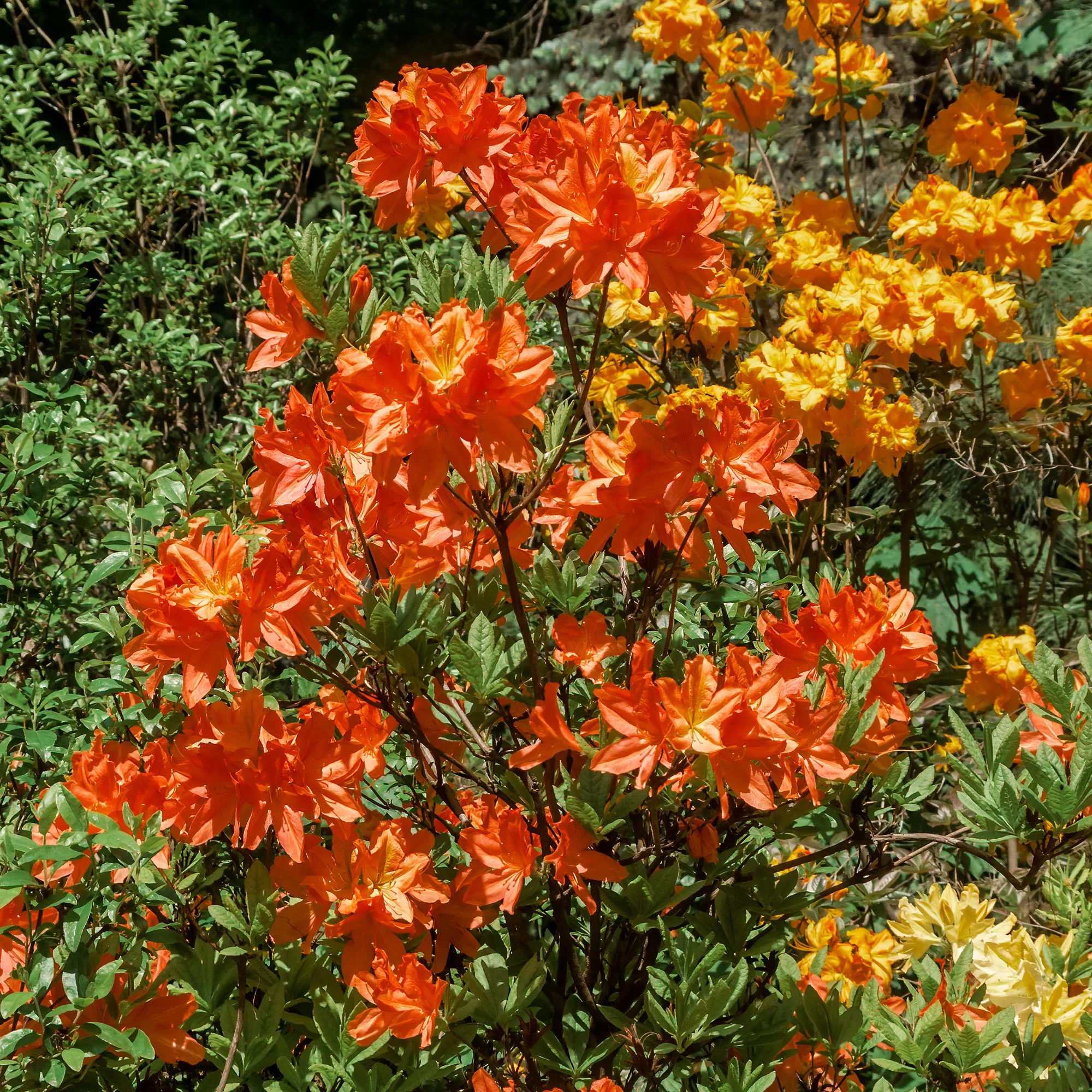 Azalea mollis 'Glowing Embers' - Image 2