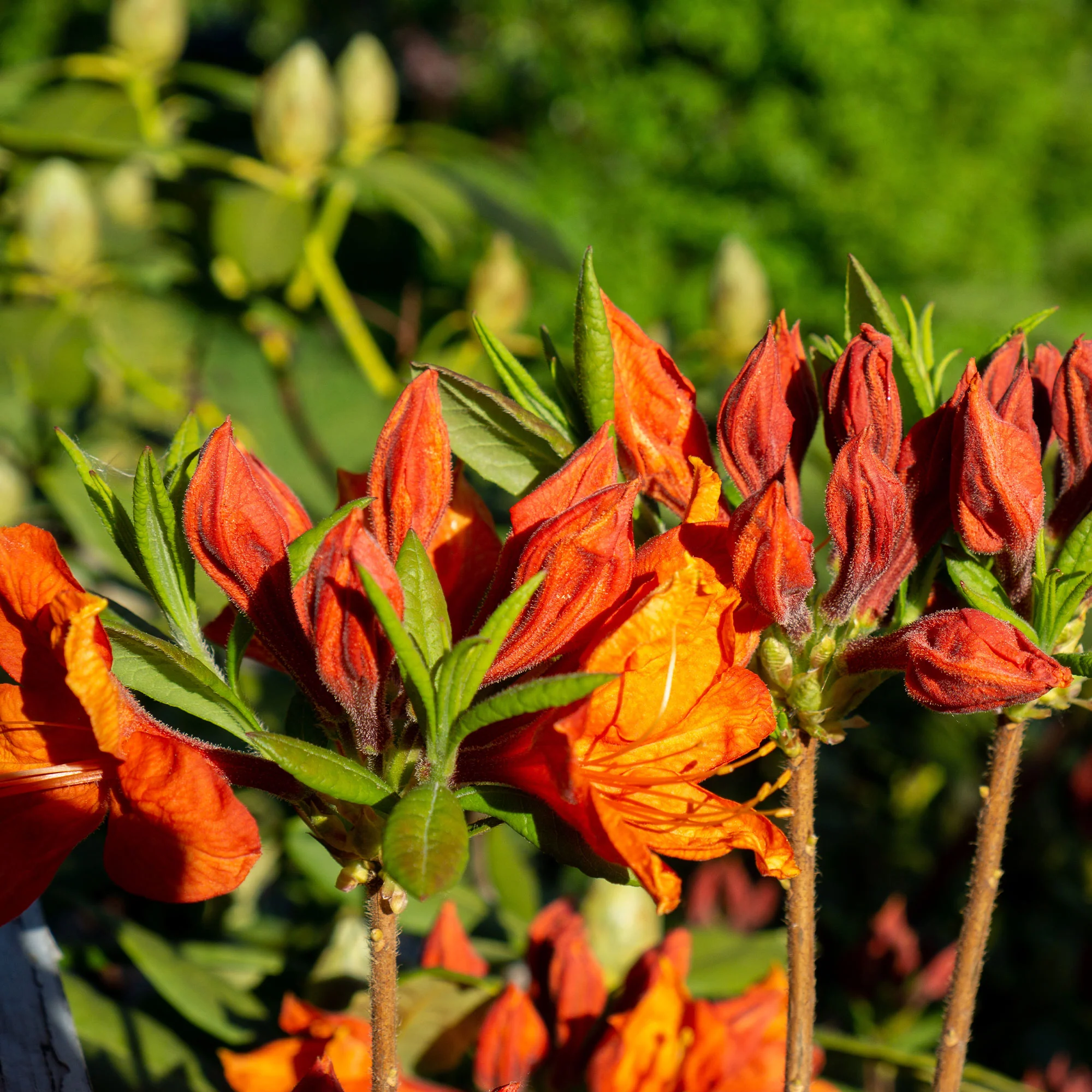 Azalea mollis 'Glowing Embers' - Image 3