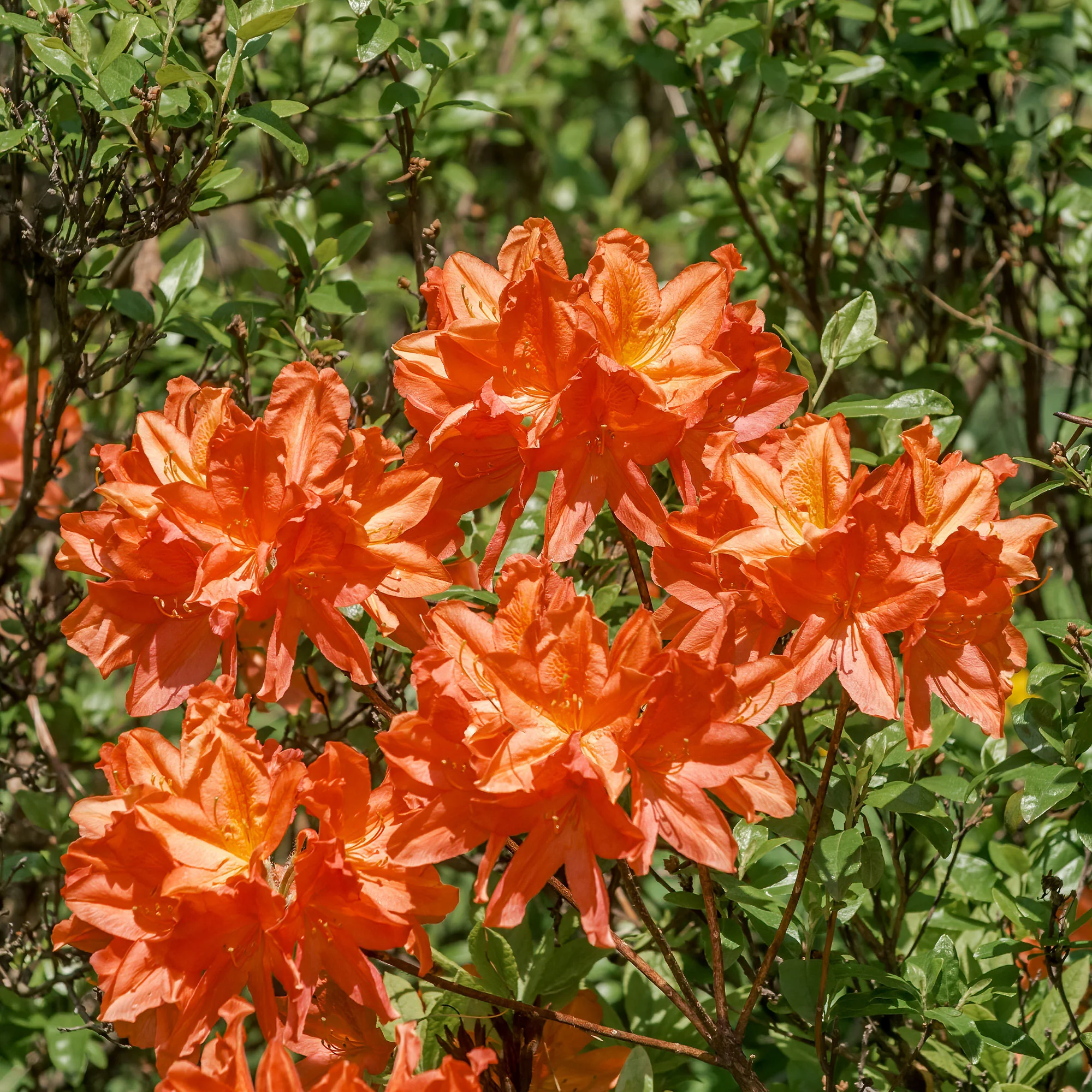 Azalea mollis 'Glowing Embers' - Image 4