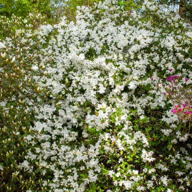 Azalea 'Palestrina' - Image 3