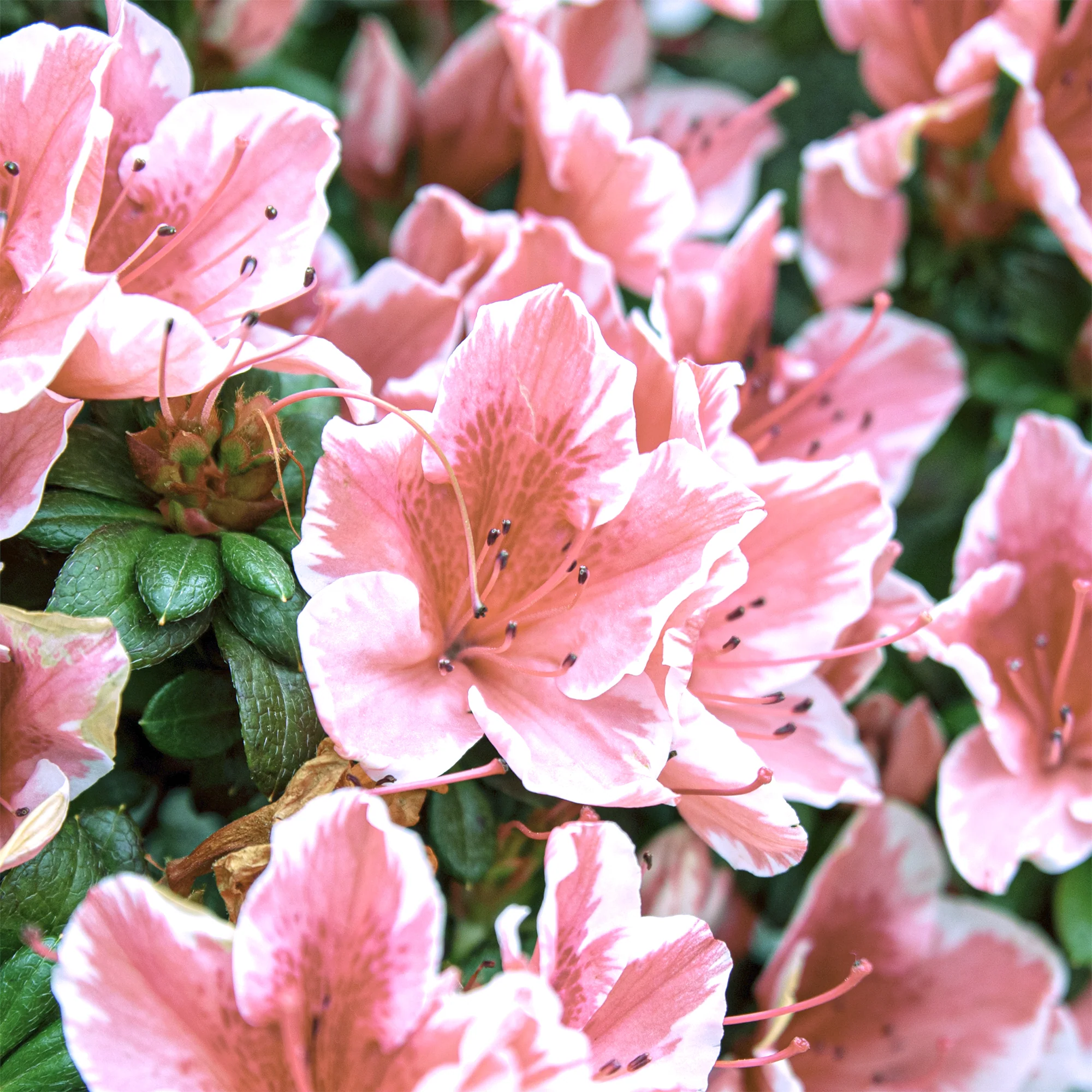 Azalea Encore®  Sunburst - Image 3