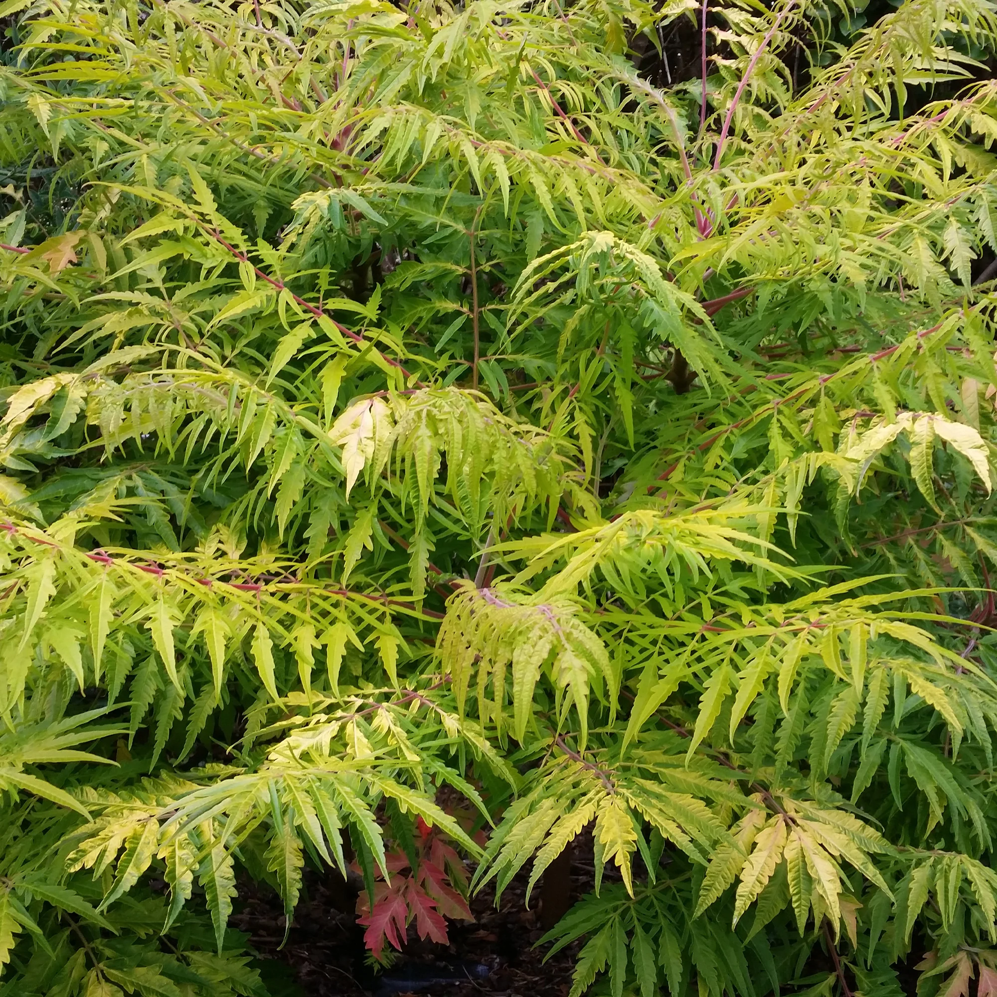 Miniatuur 2