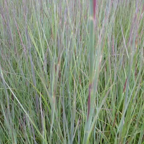 Baardgras Prairie Blues