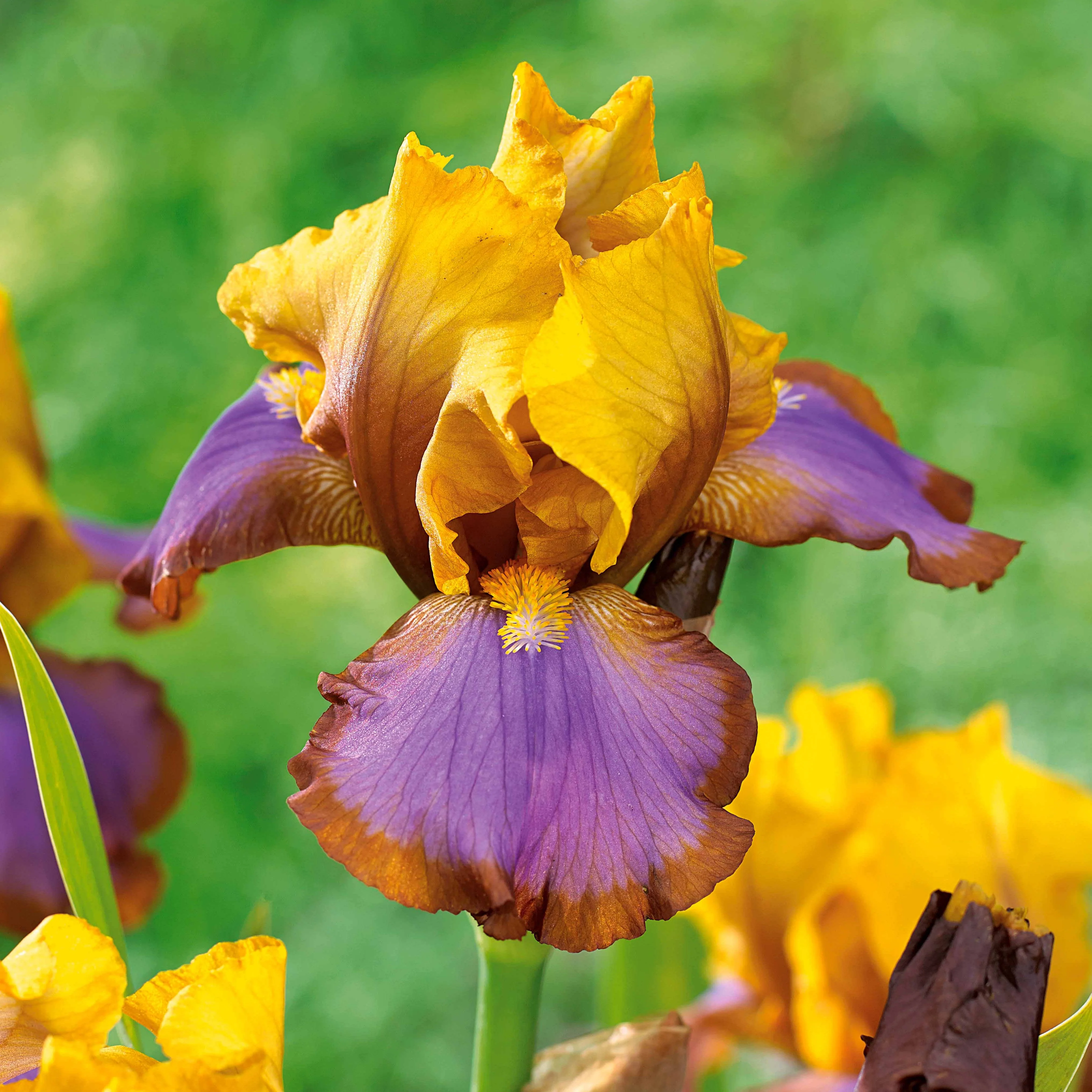 Baardiris 'Brown Lasso' (x2)