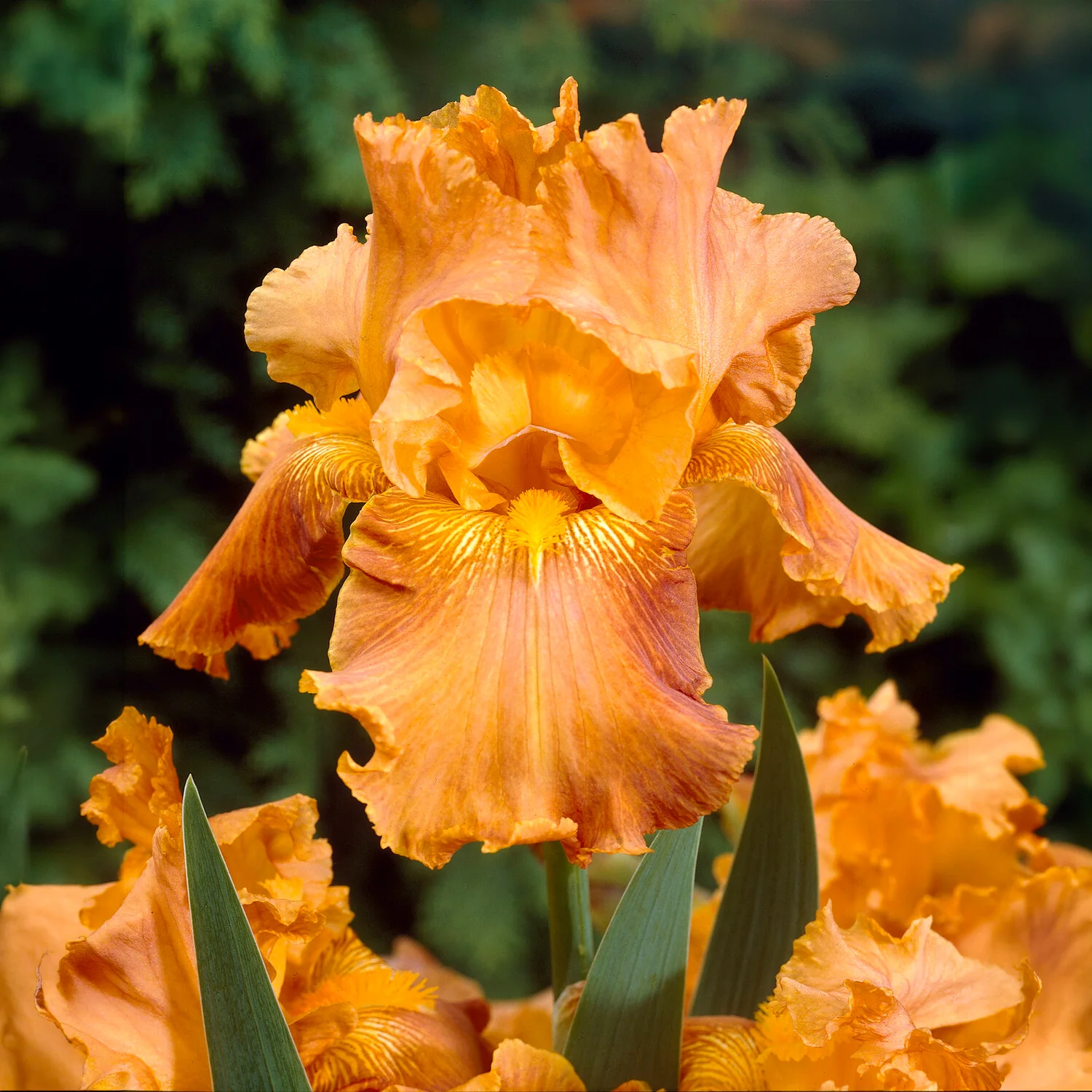 Baardiris 'Depth of Field' (x2)