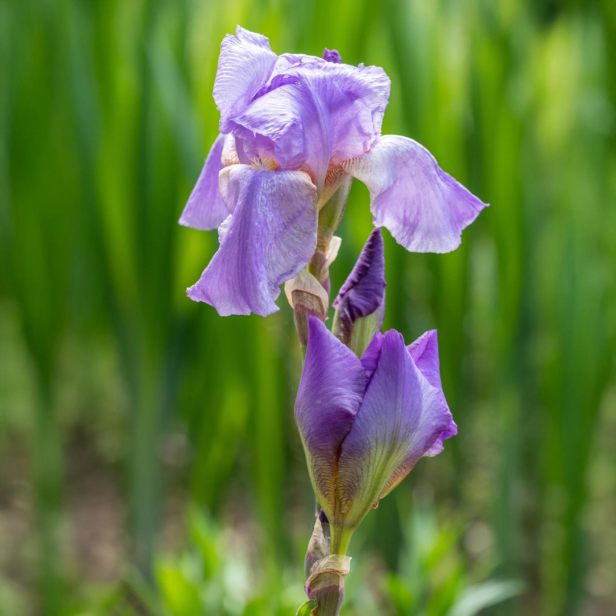 Baardiris 'Lovely Again' (x3) - Image 3