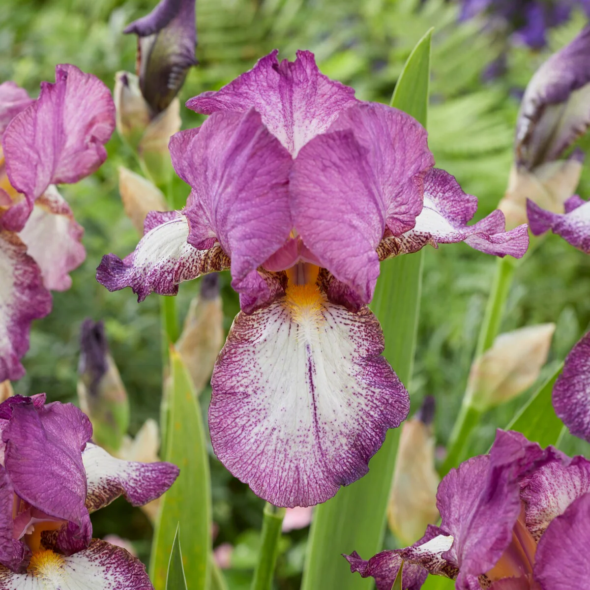 Baardiris Mix - Image 3