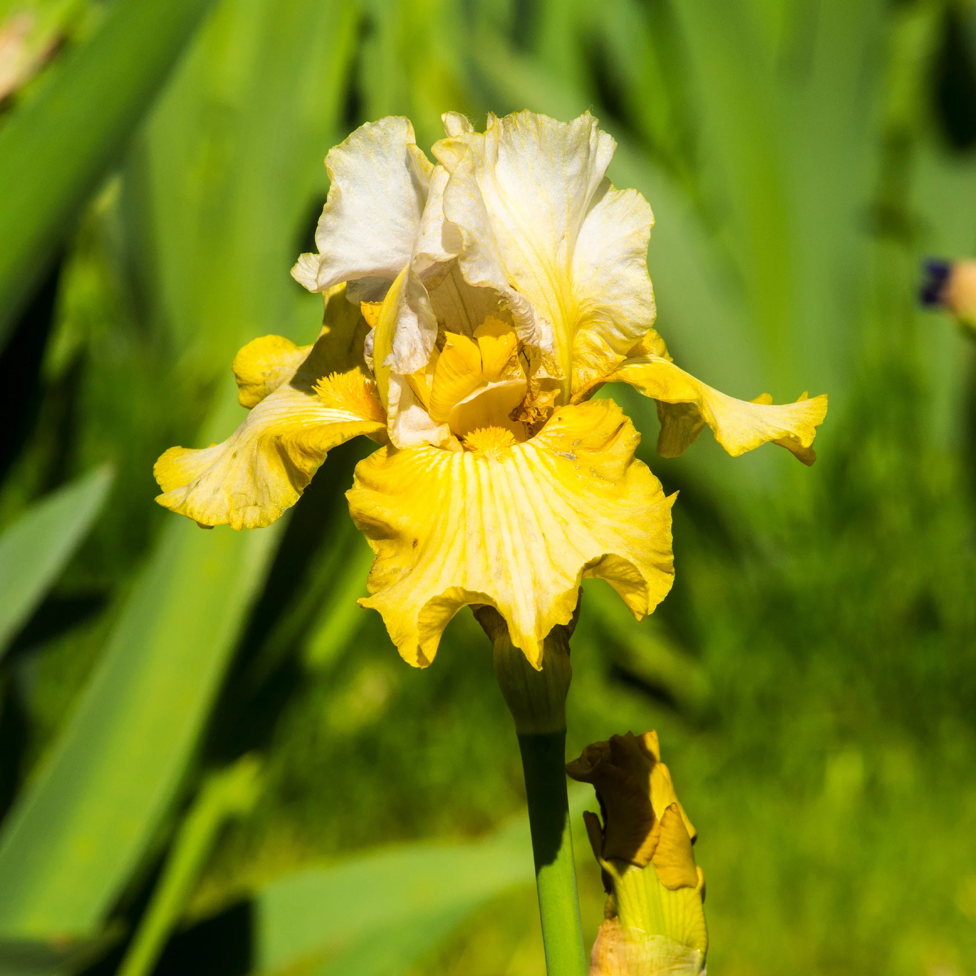 Baardiris 'Sangreal' (x2) - Image 2