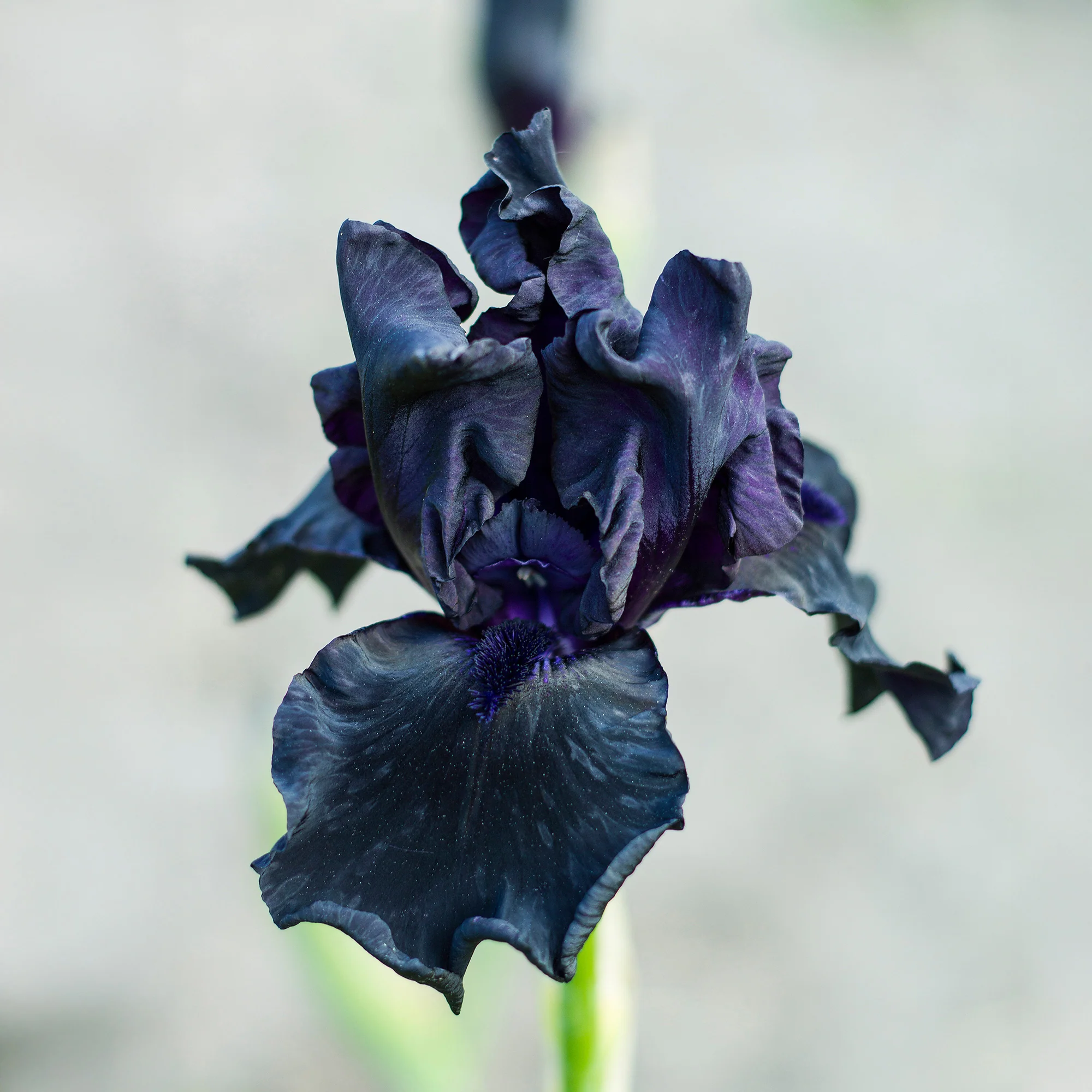 Baardiris 'Study in Black' (x2)