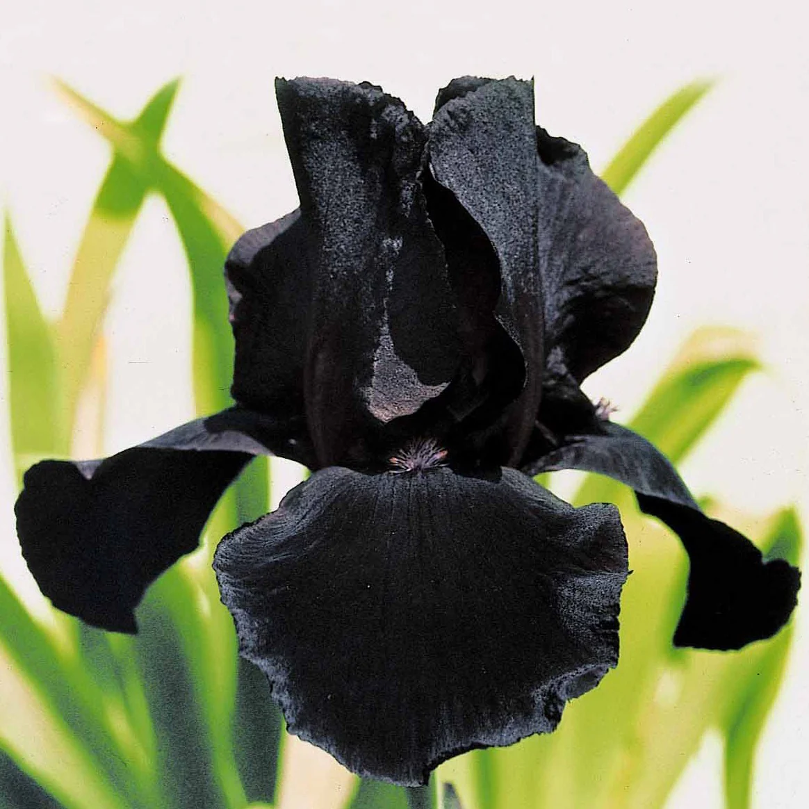 Baardiris 'Study in Black' (x2) - Image 2