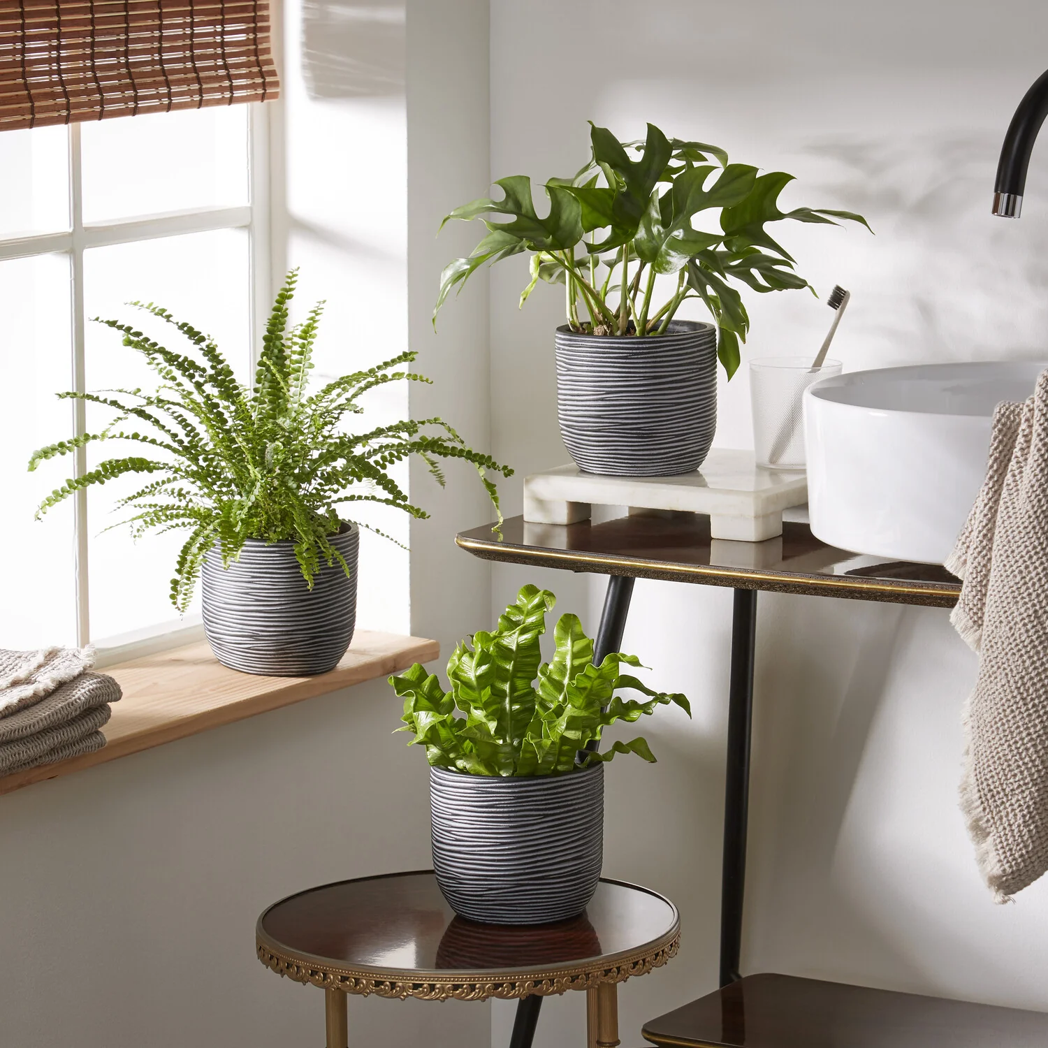 Badkamerplanten Mix (x3)