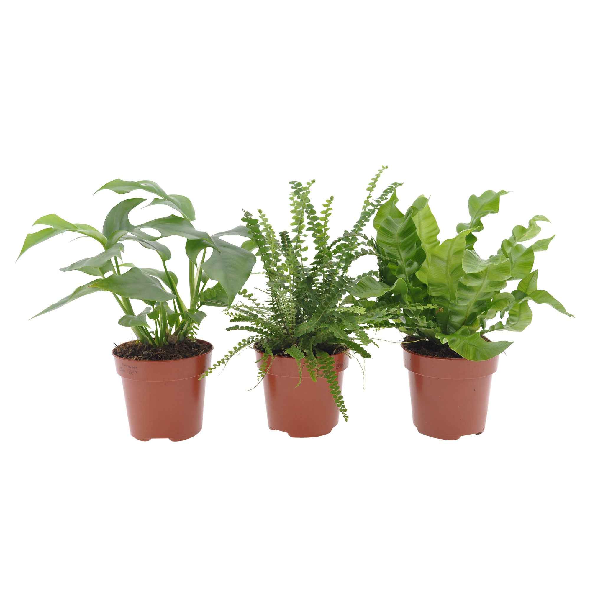 Badkamerplanten Mix (x3) - Image 2