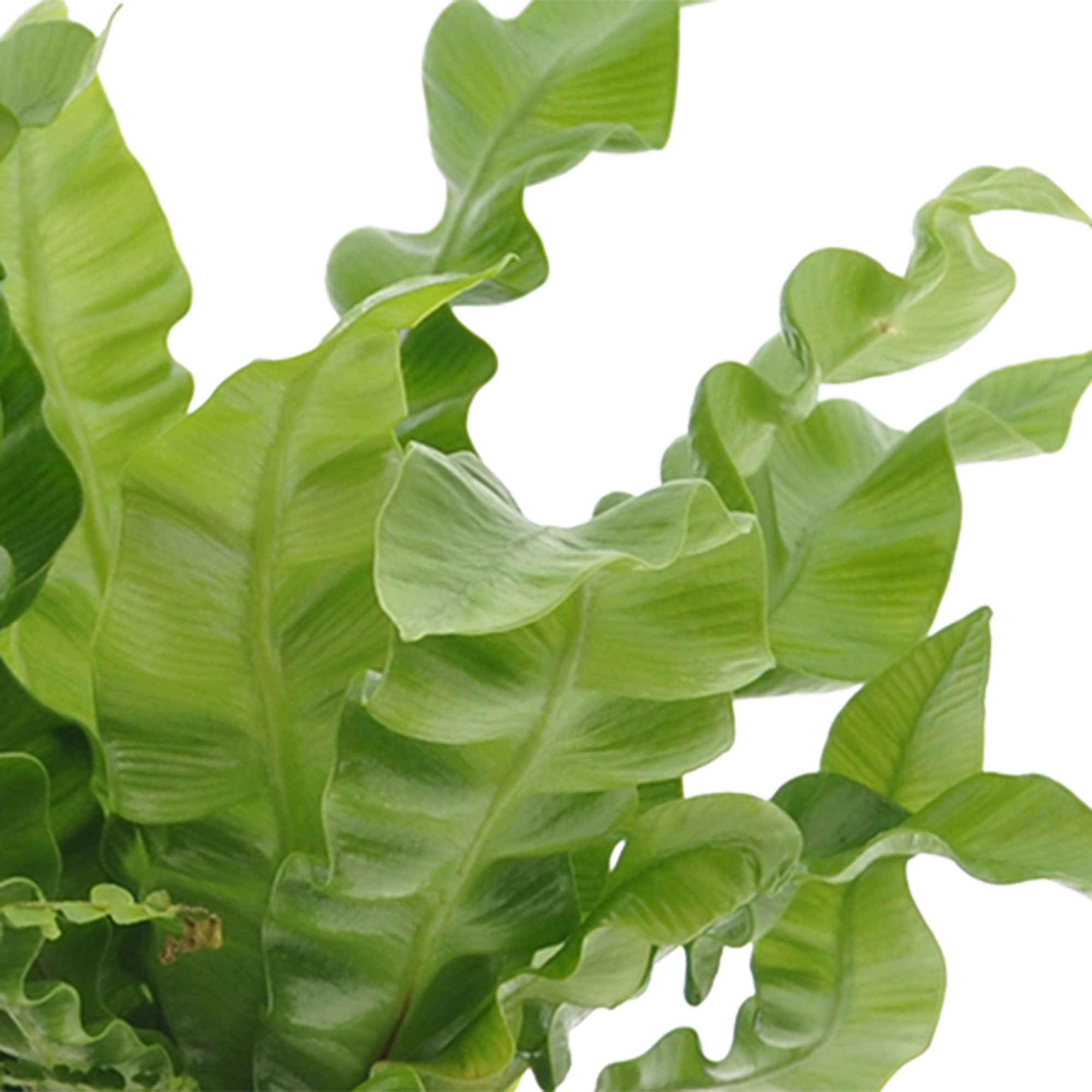 Badkamerplanten Mix (x3) - Image 3