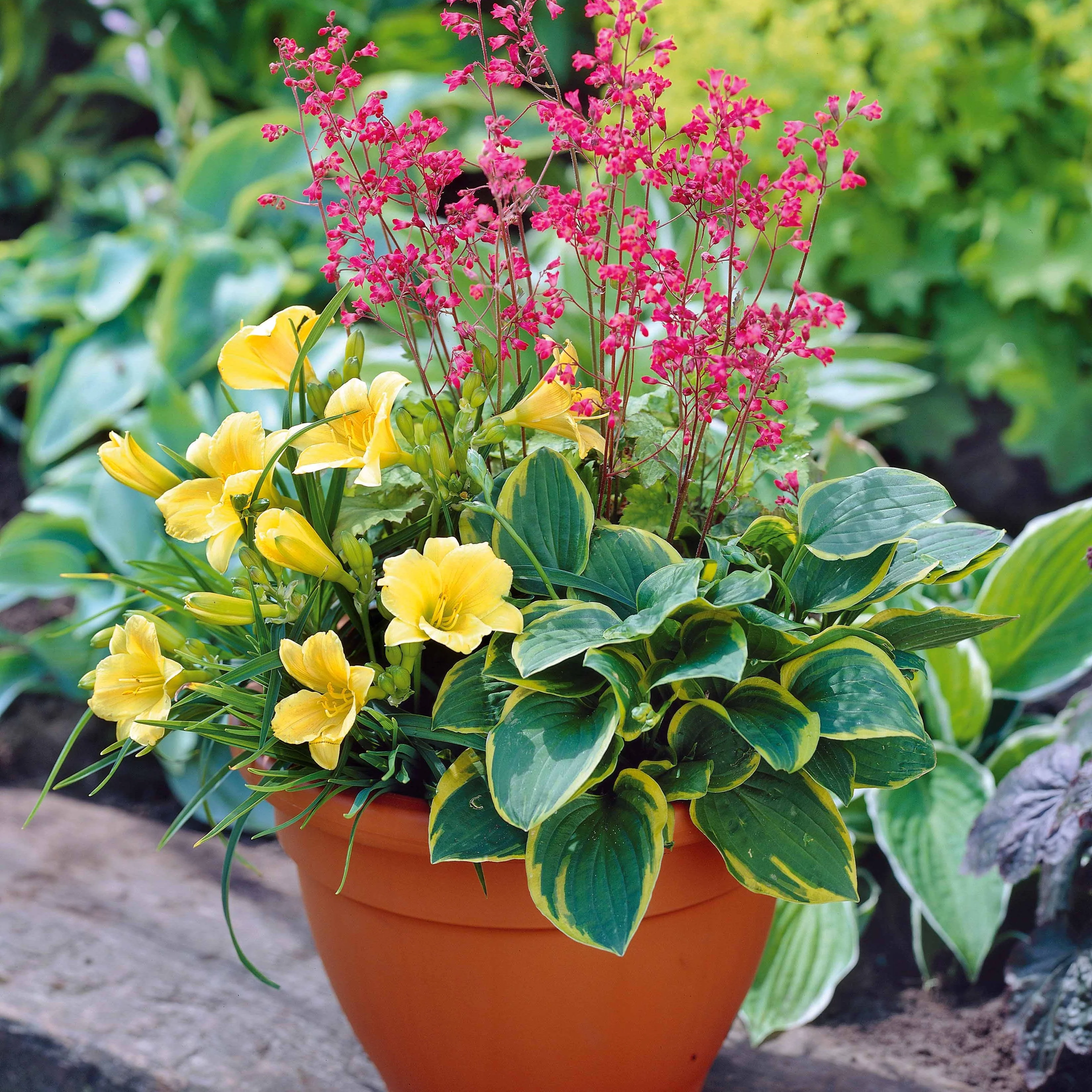 Balkonplanten Mix