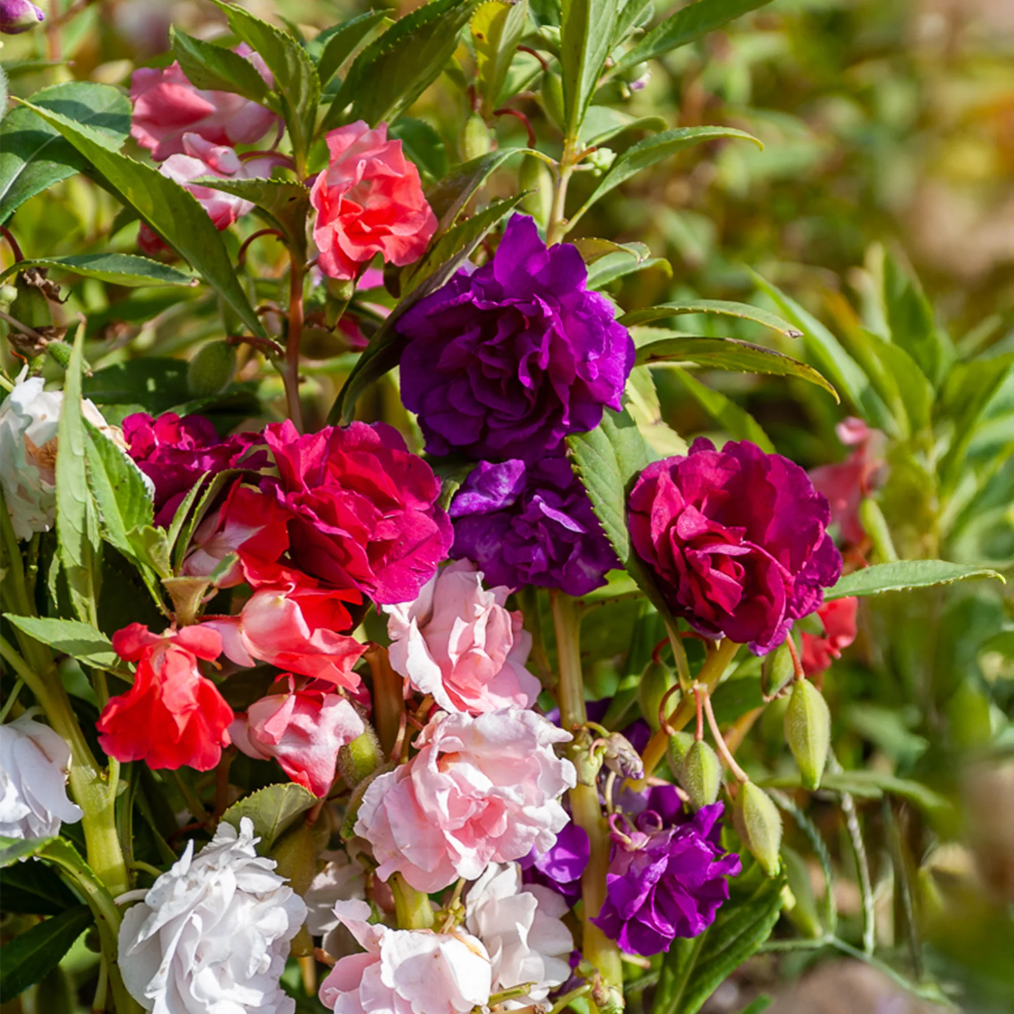 Balsamine Mix