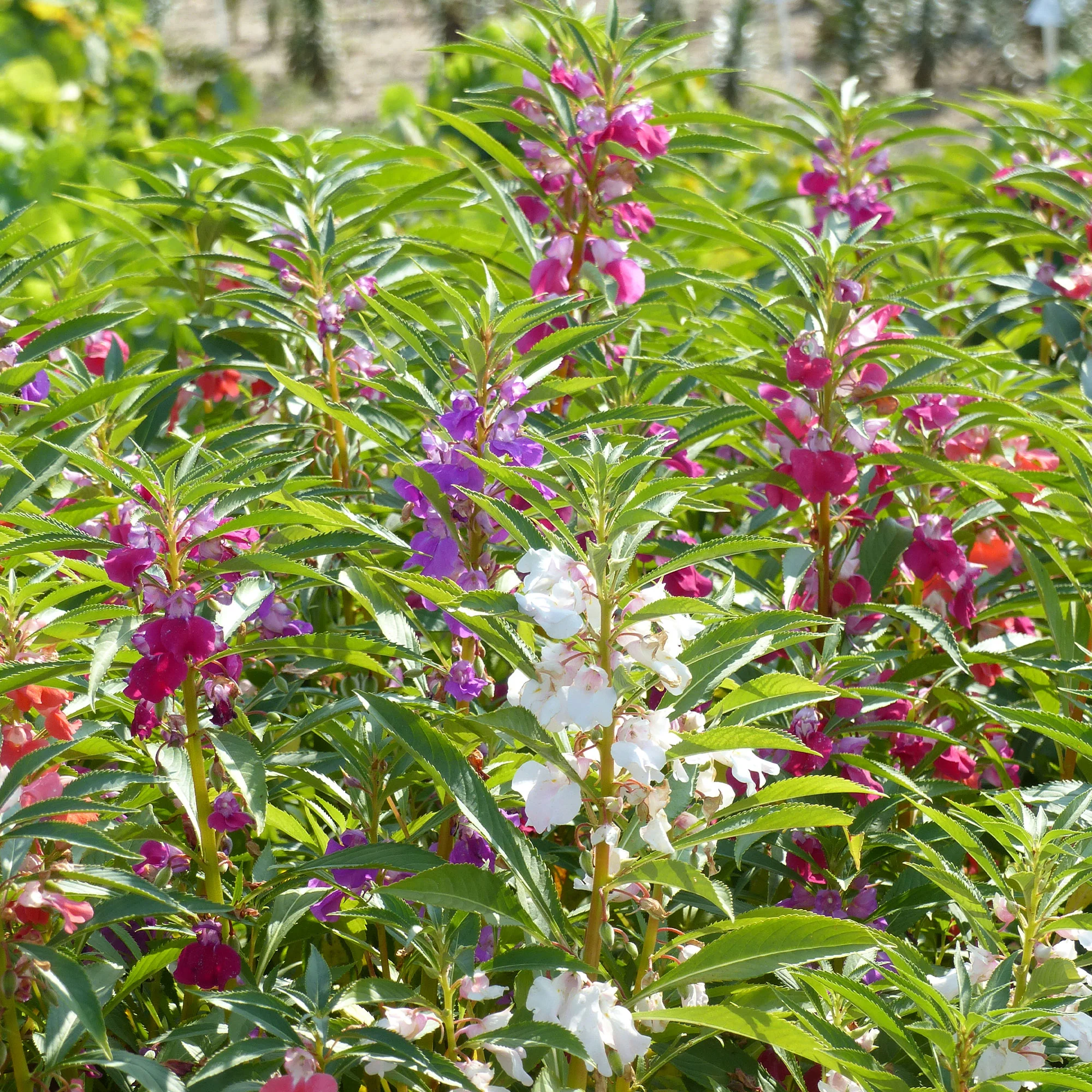 Balsamine Mix - Image 2