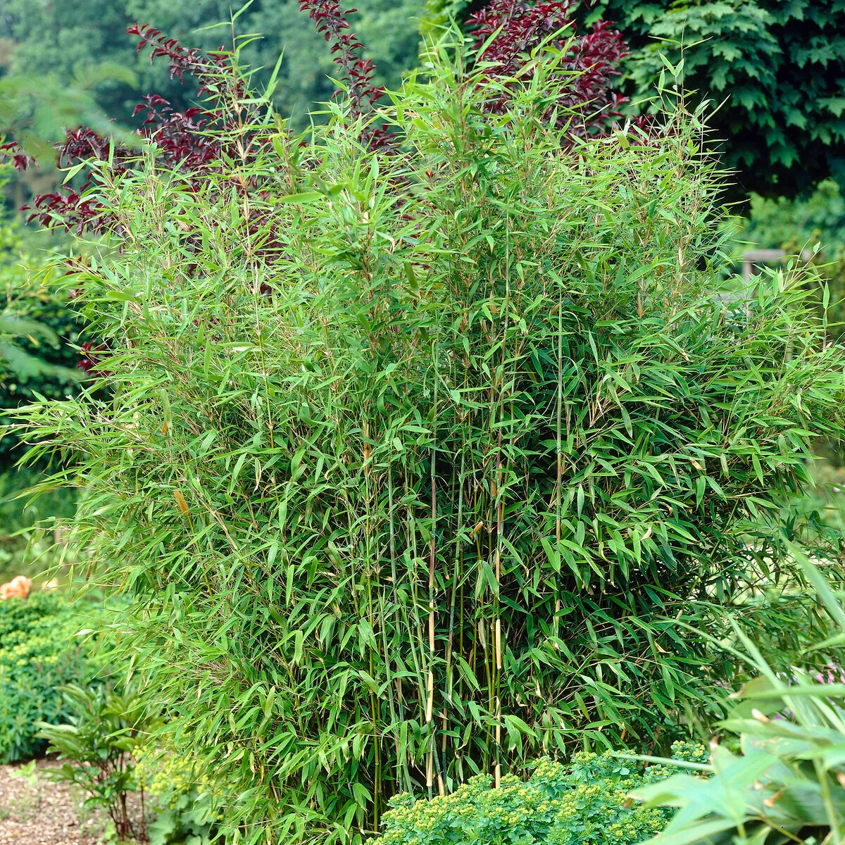 Bamboe - Image 2