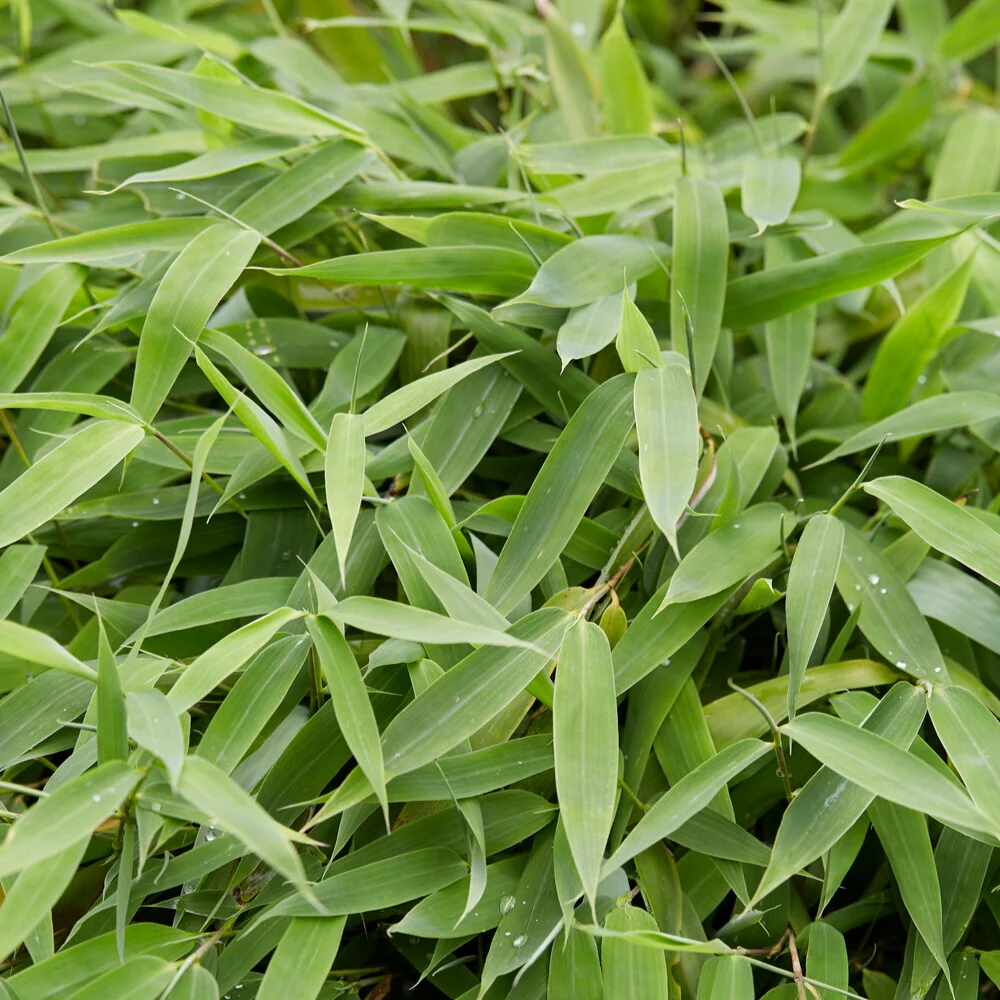 Bamboe - Image 3