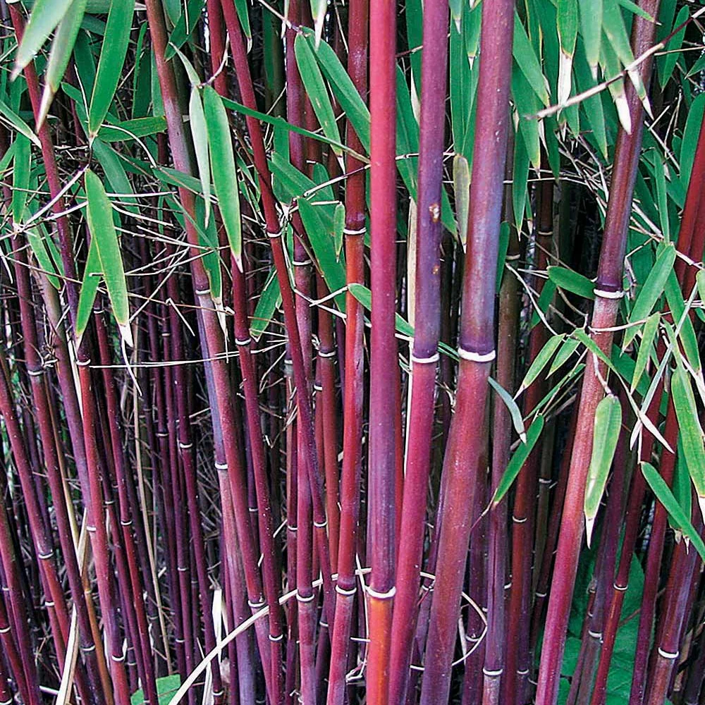 Bamboe Collectie: groen, geel, rood (x3) - Image 7