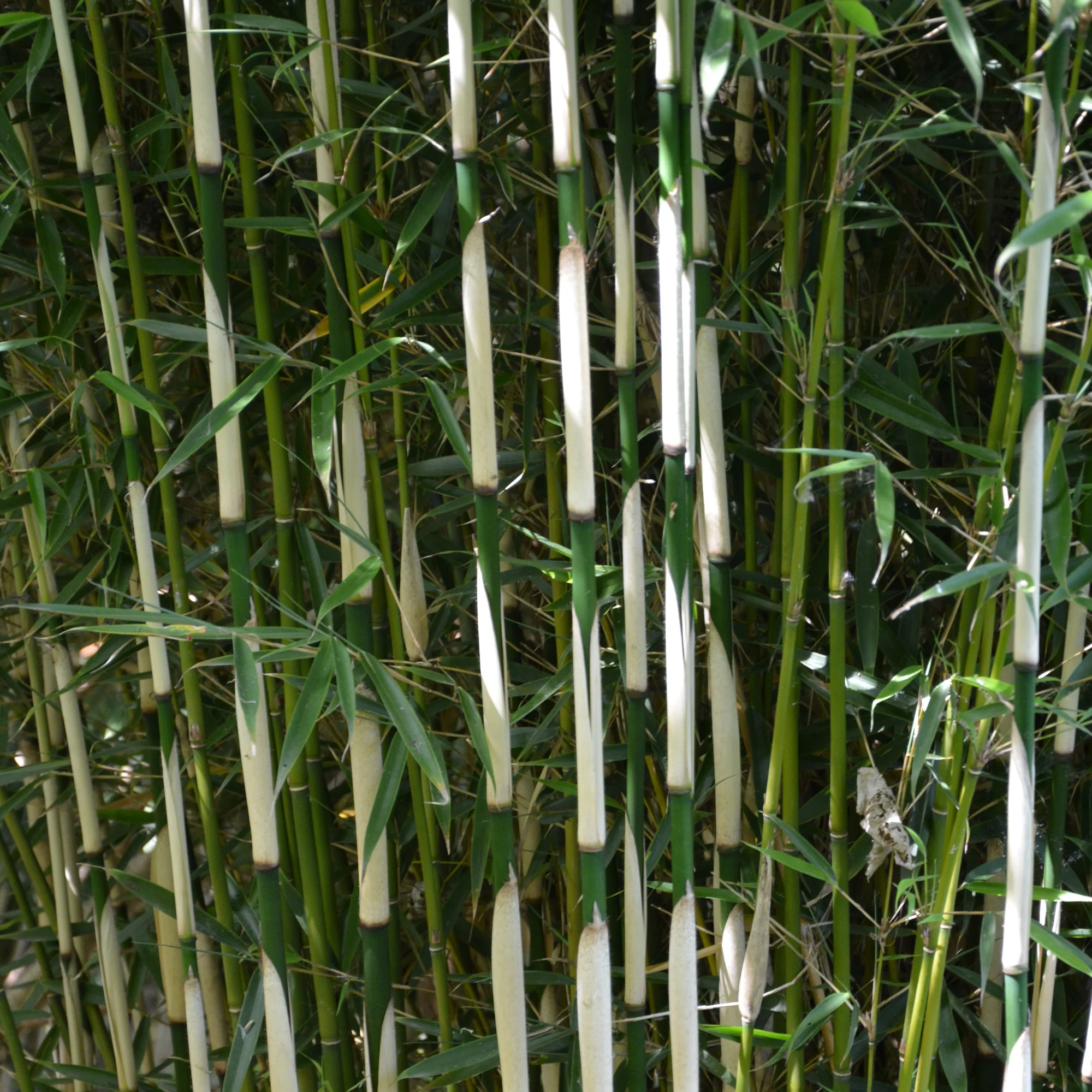 Bamboe Fargesia 'Campell'
