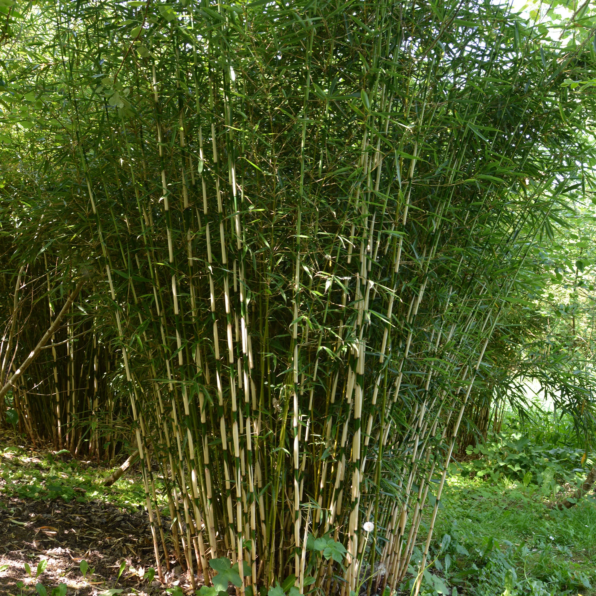 Bamboe Fargesia 'Campell' - Image 2