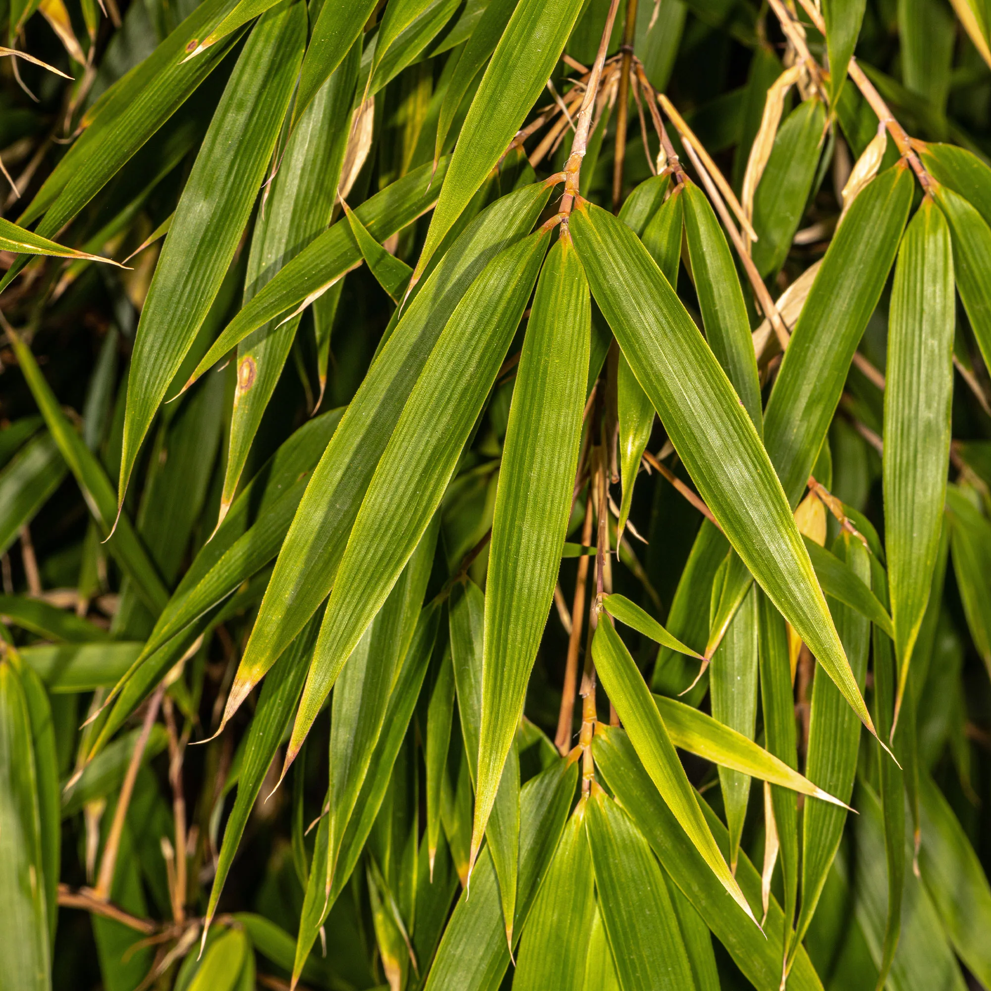 Bamboe Fargesia 'Campell' - Image 3