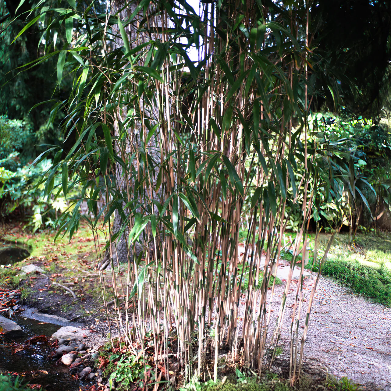 Bamboe Fargesia 'Campell' - Image 5