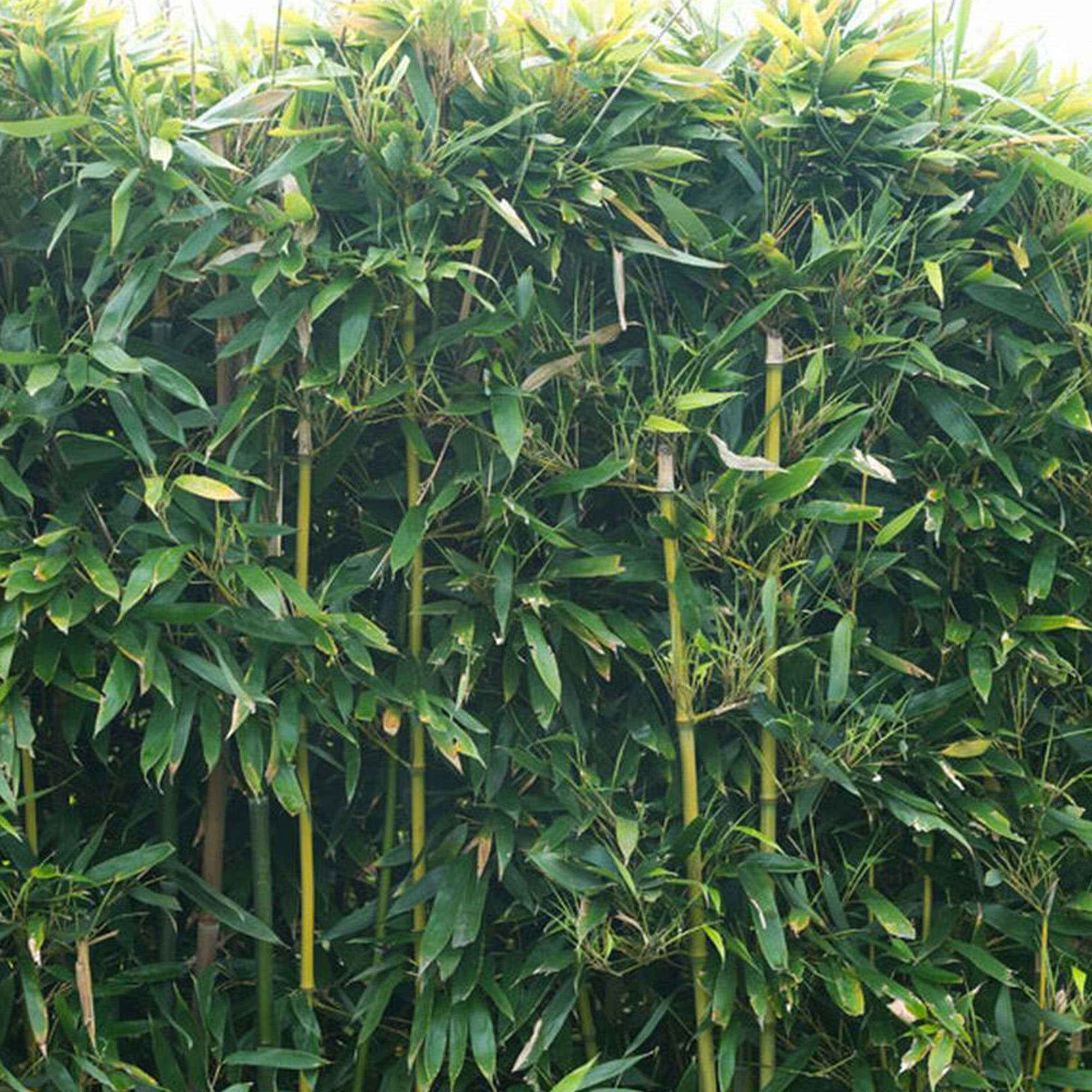 Bamboe Phyllostachys - Image 4