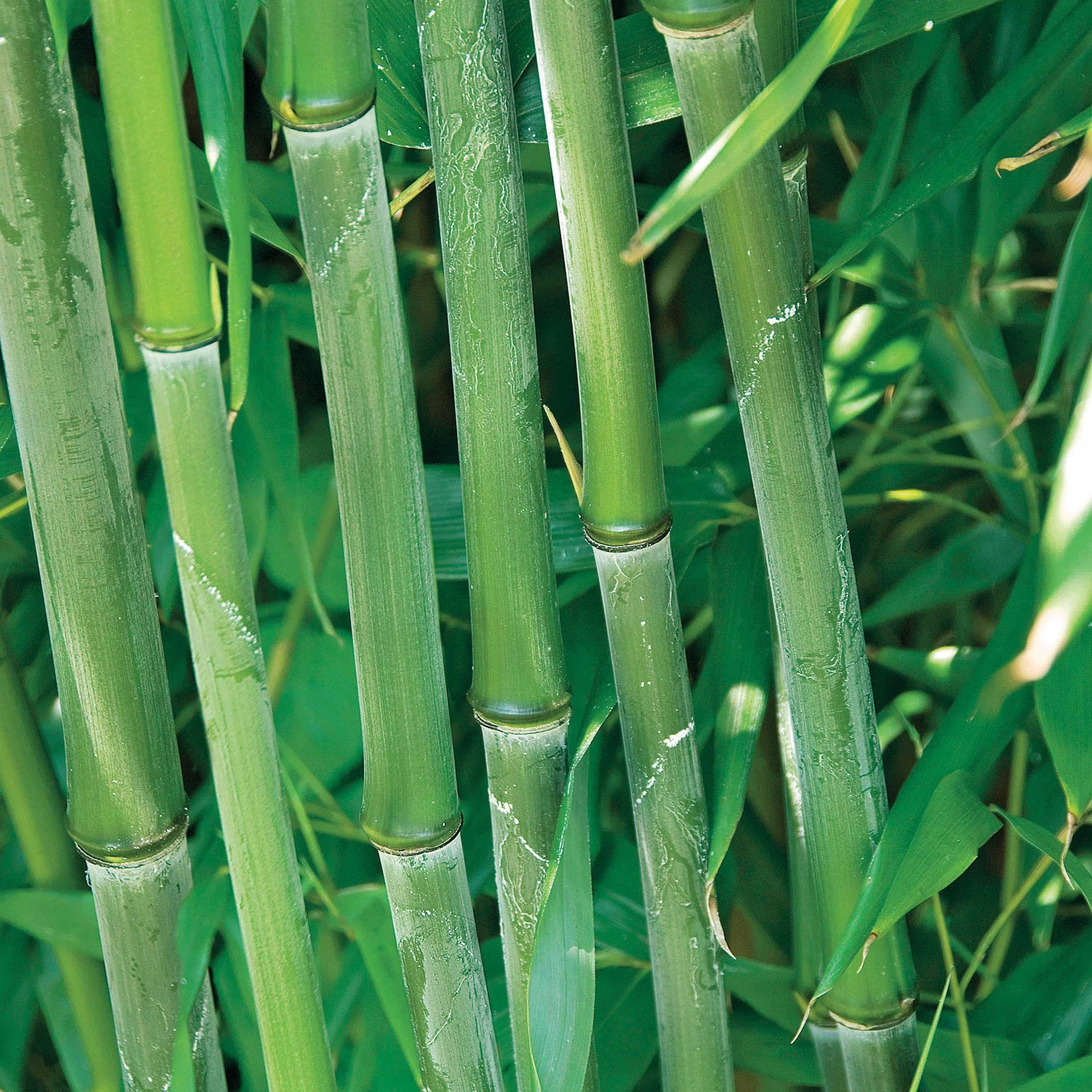 Bamboe Phyllostachys - Image 5