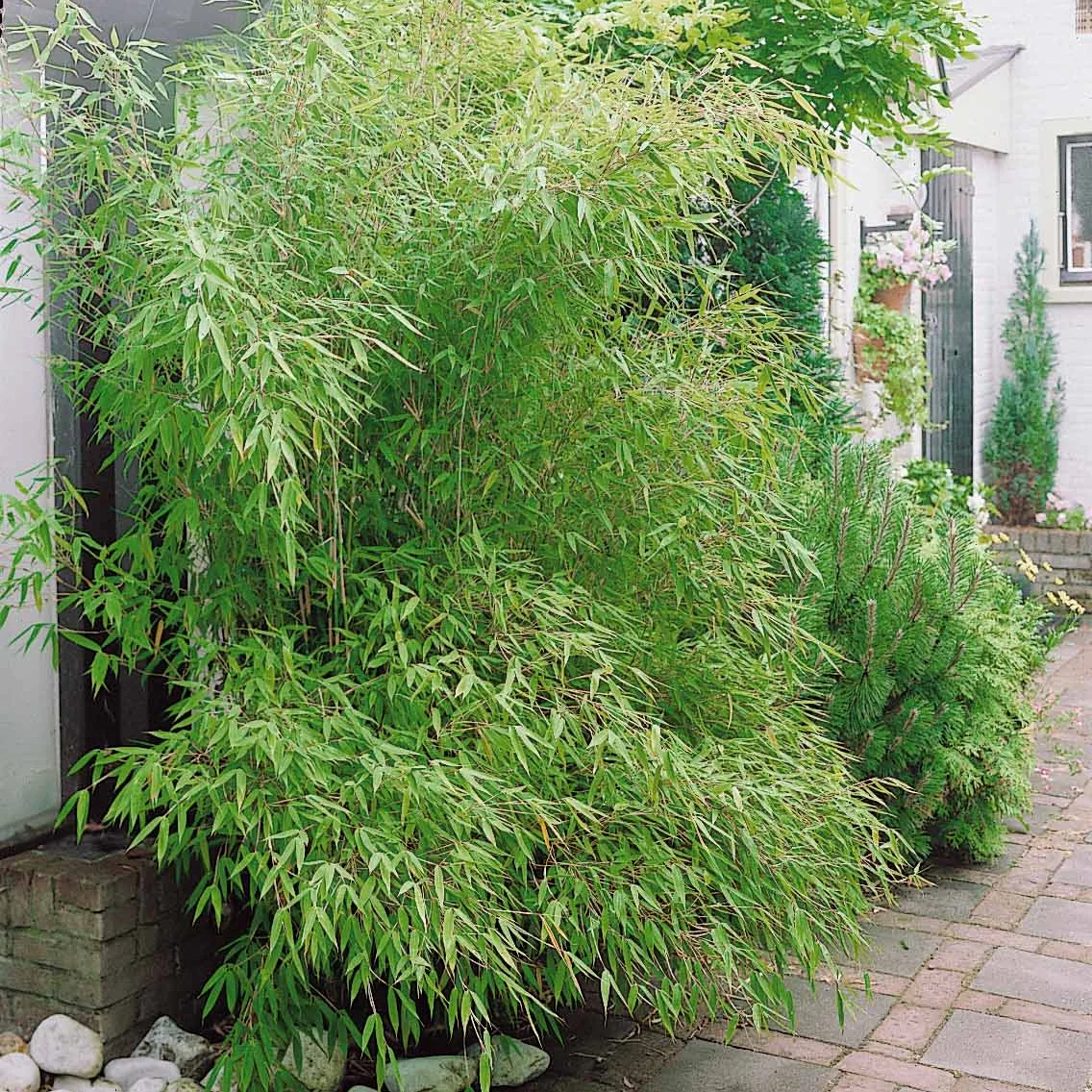 Bamboe Phyllostachys - Image 6