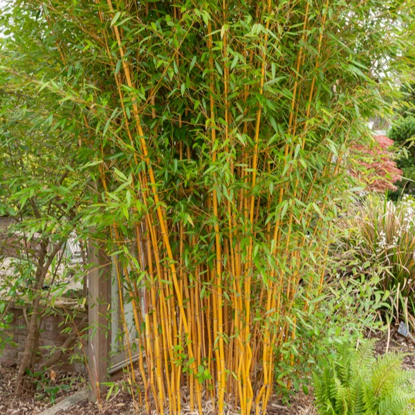 Bamboe Phyllostachys 'Aureocaulis' - Image 3