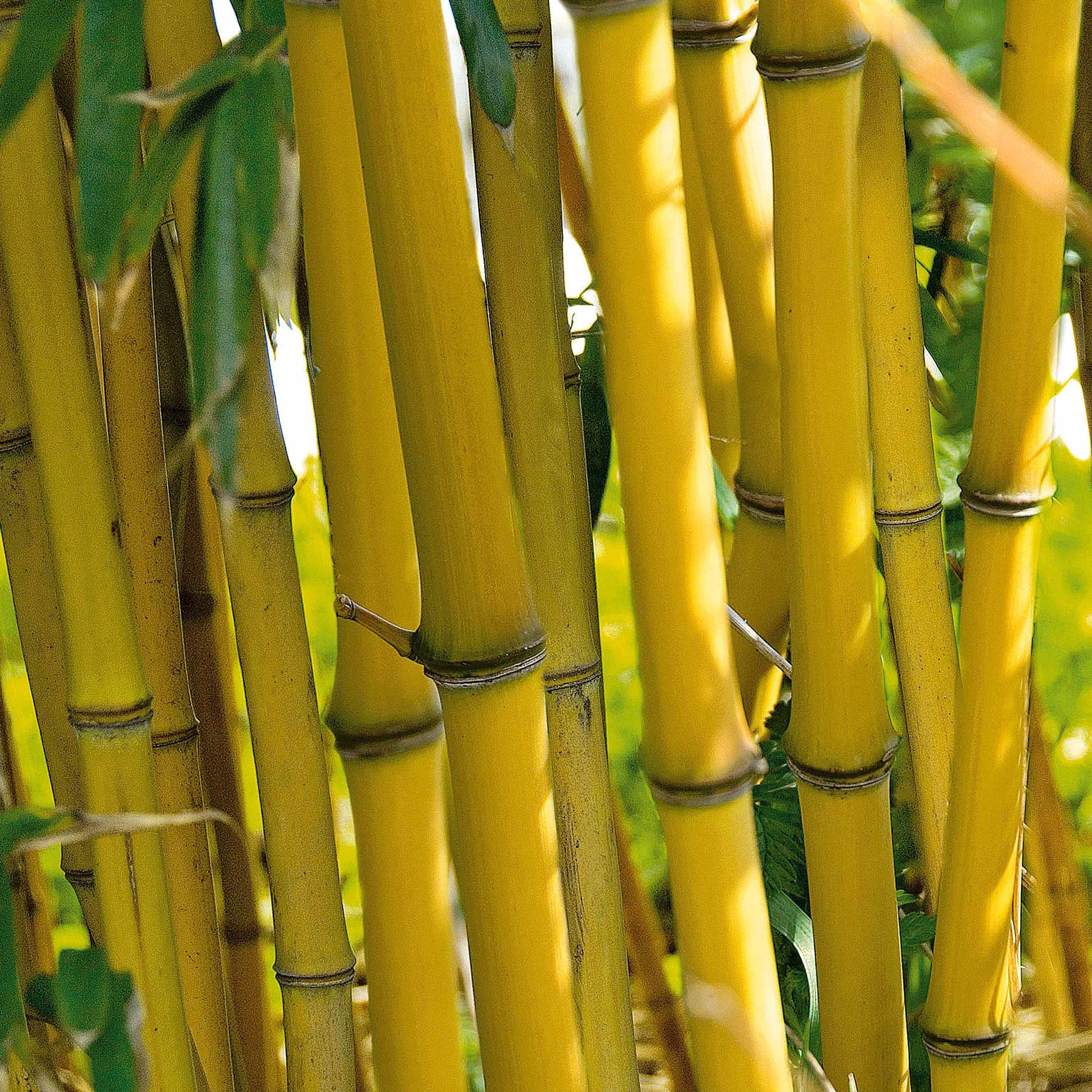 Bamboe Phyllostachys 'Aureocaulis' - Image 4