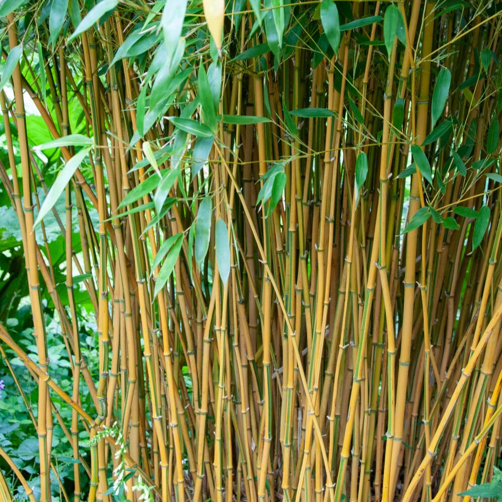 Bamboe Phyllostachys 'Spectabilis' - Image 3