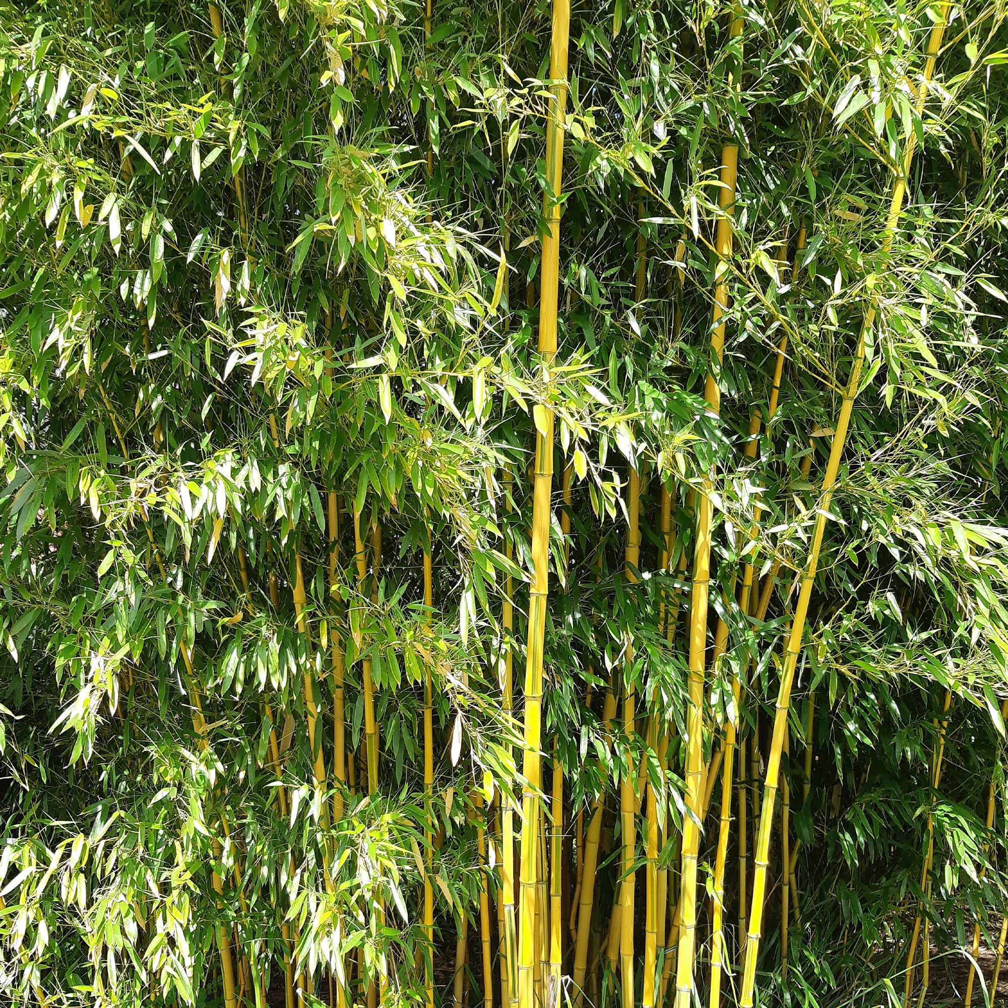 Bamboe Phyllostachys 'Spectabilis' - Image 4