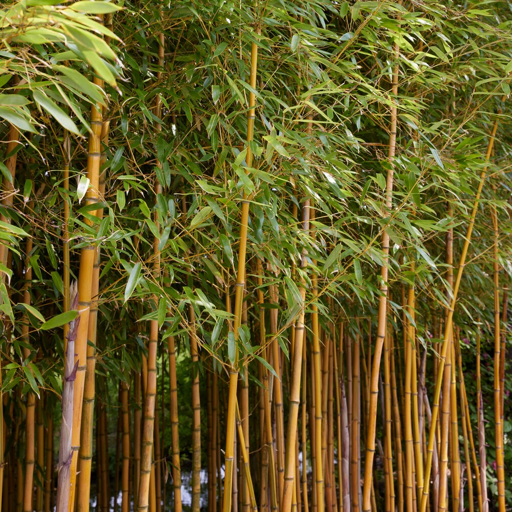 Bamboe Phyllostachys 'Spectabilis' - Image 5