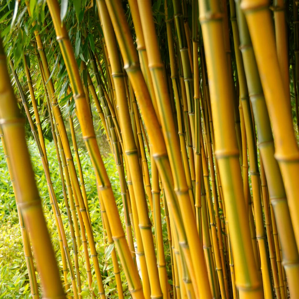Bamboe Phyllostachys 'Spectabilis' - Image 6