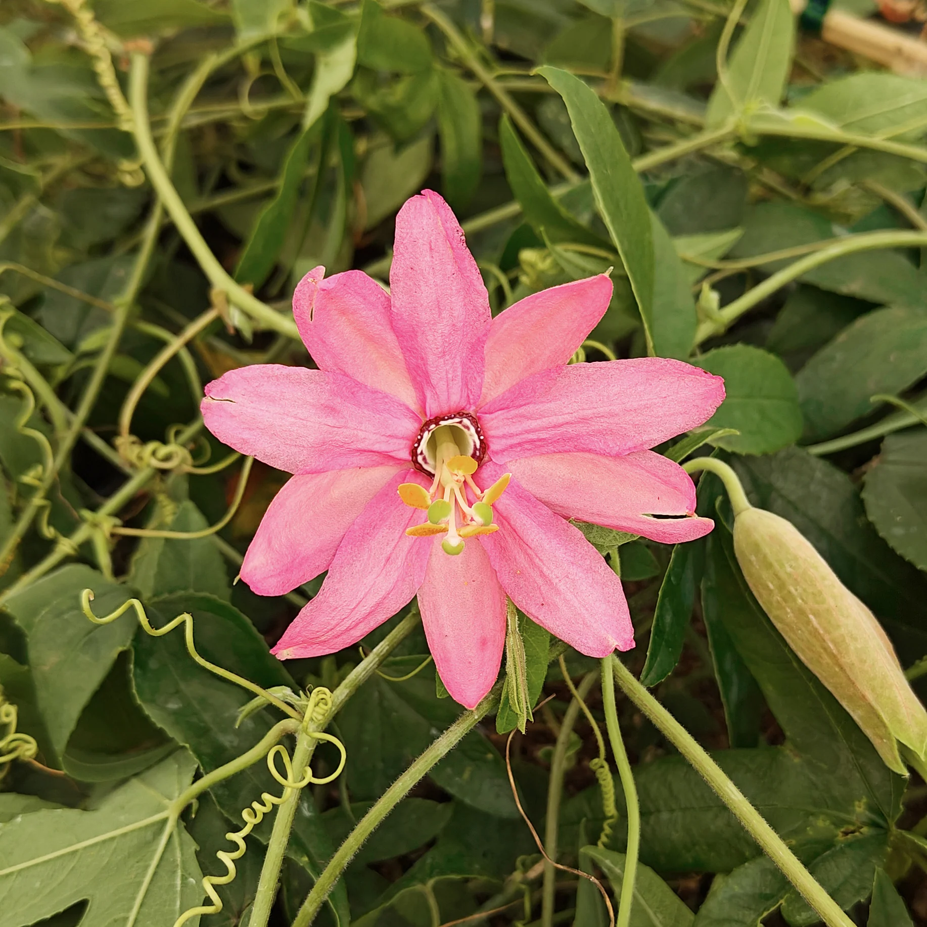Banaan passiebloem - Image 3